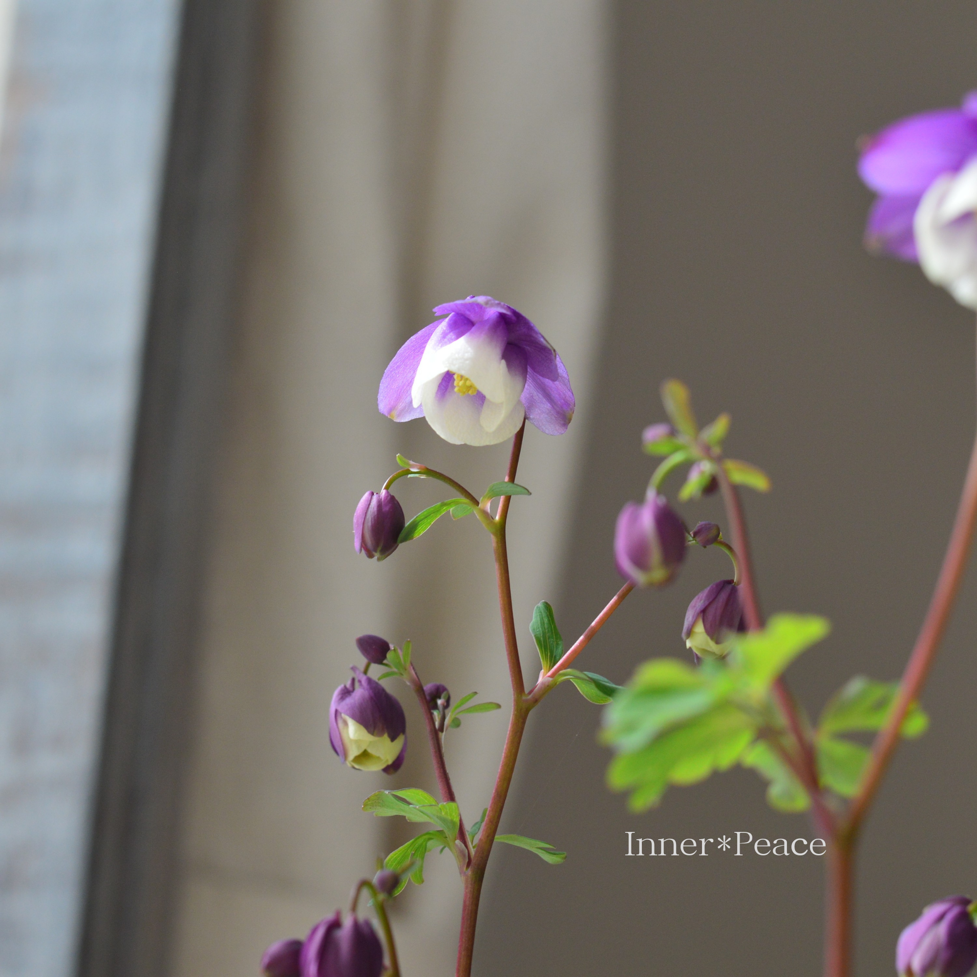 風鈴オダマキ 『パープル×ホワイト系』　3寸POT