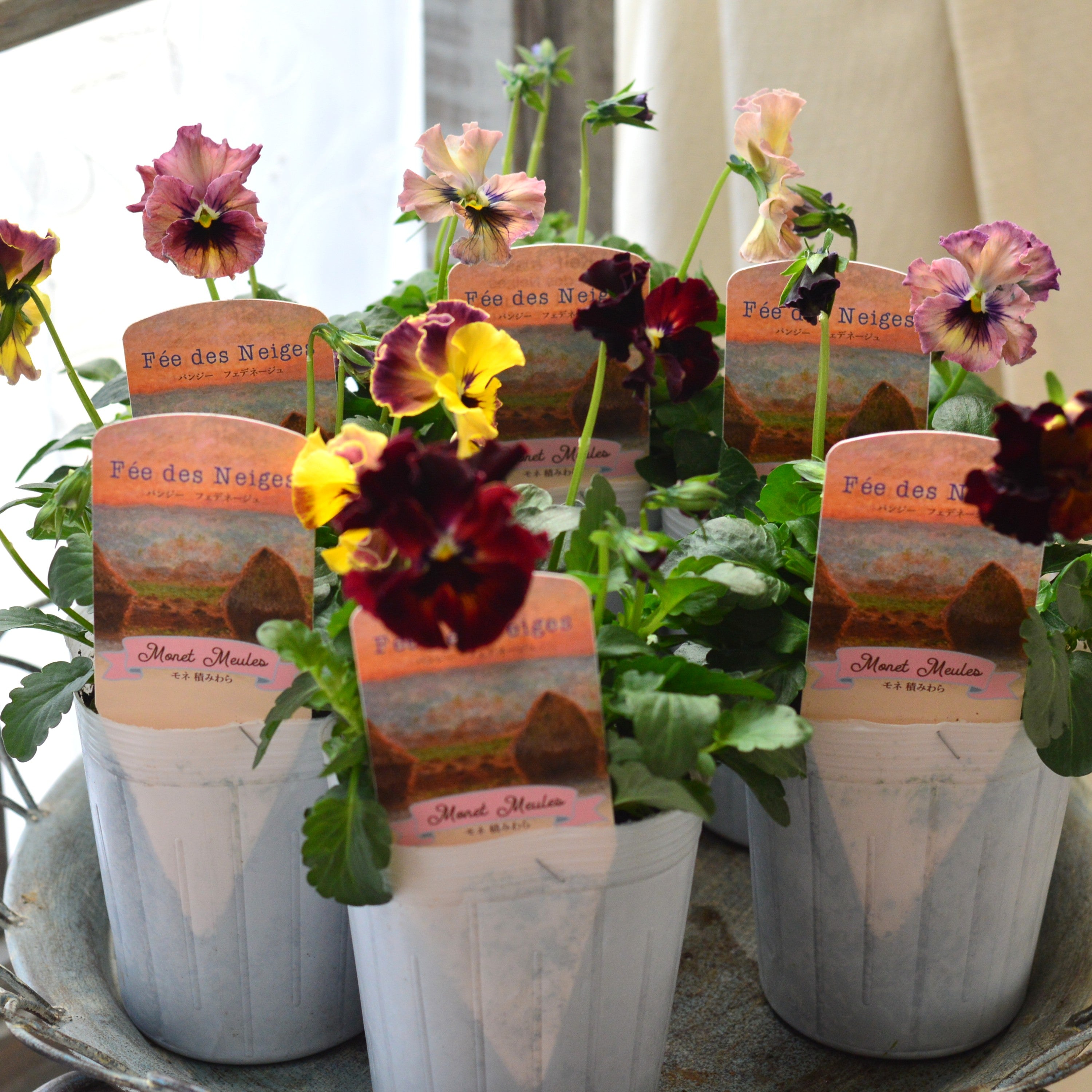 【美しい】 パンジー 『フェデネージュ・モネ　積みわら』　3.5寸POT