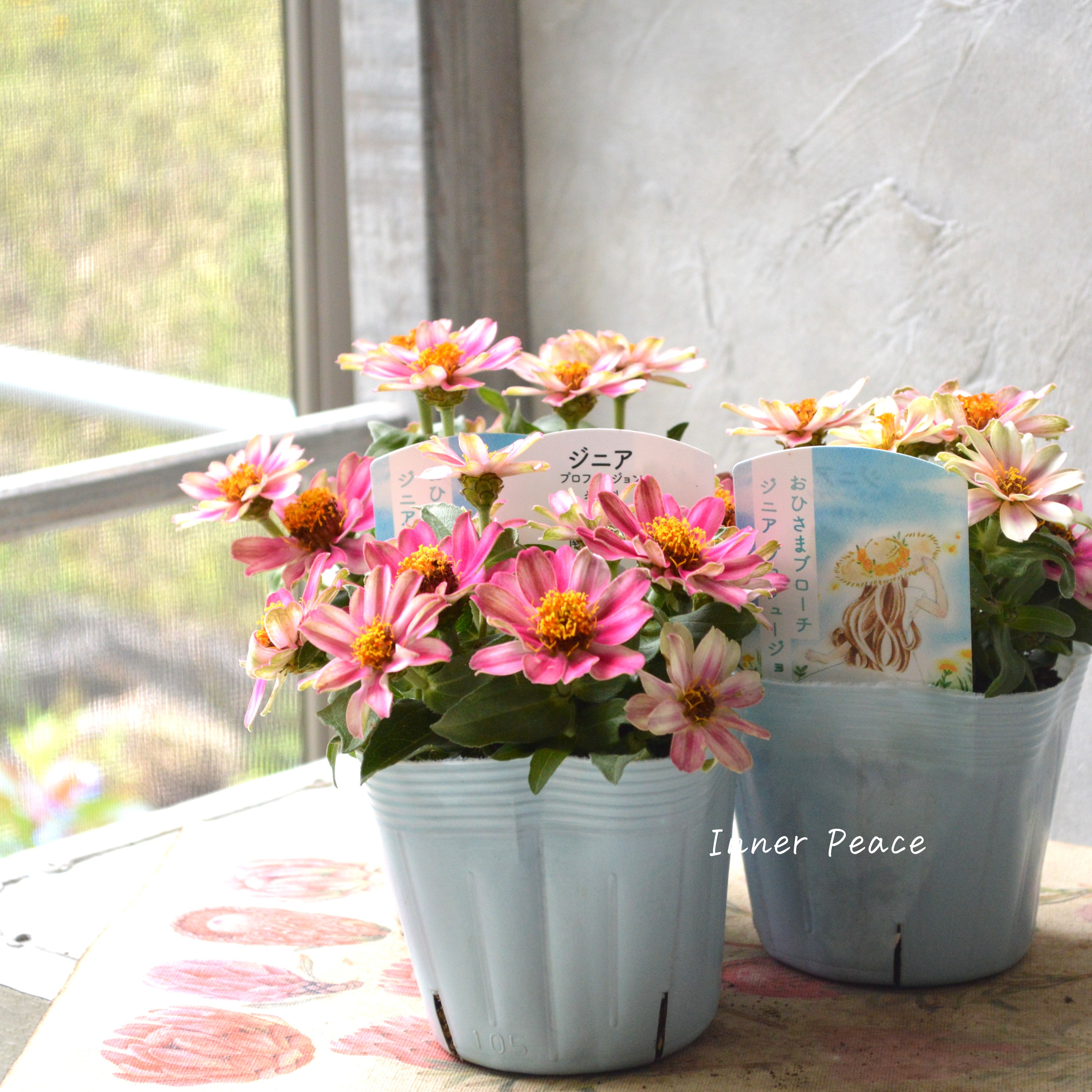 ジニア バイカラー ピンク×ホワイト 【抜き苗】いちごミルクみたいに ジニア バイカラー ピンク×ホワイト 【抜き苗】いちごミルクみたいに