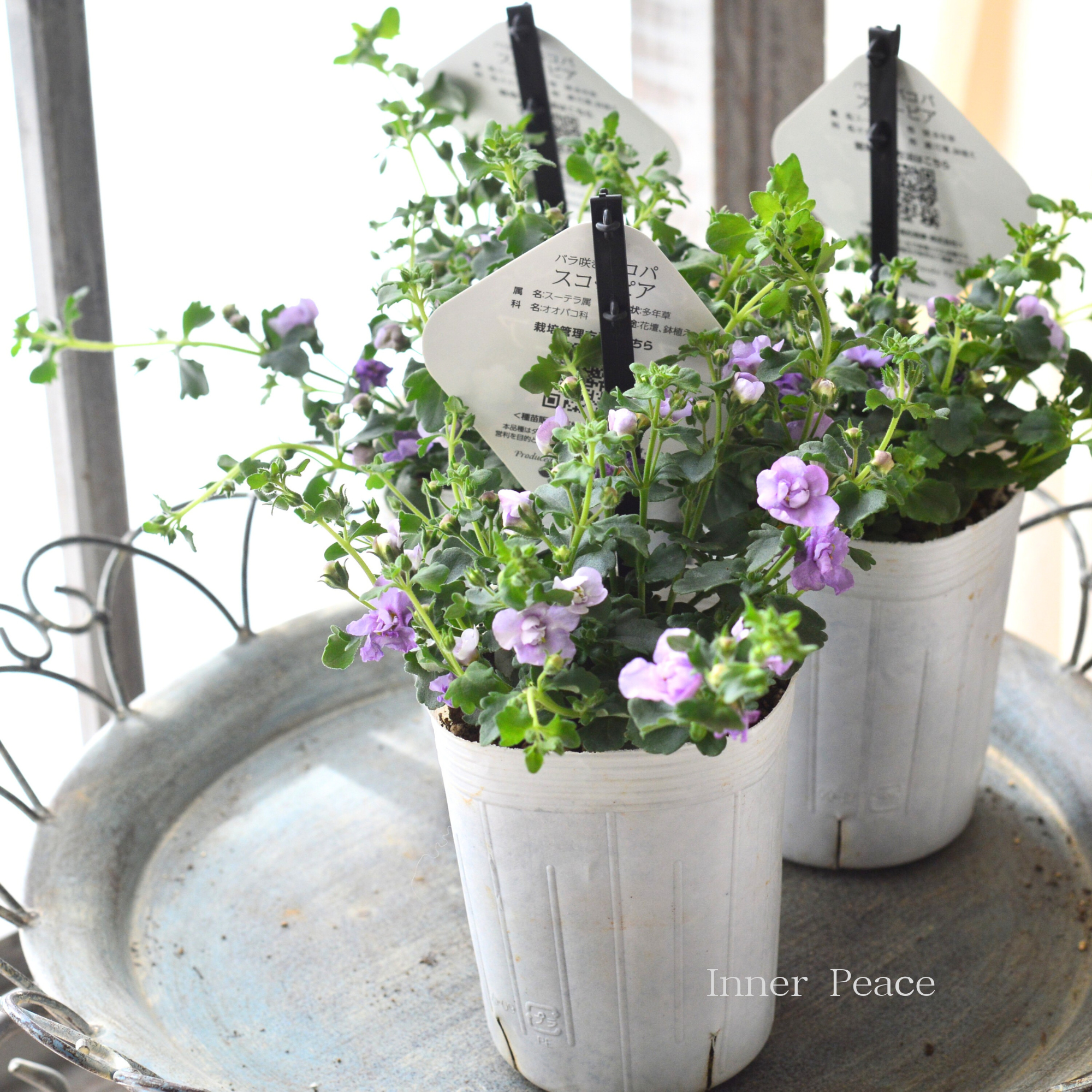 【２本植え】 バコパ  『スコピア ダブル・ラベンダー』　　3寸ロングPOT