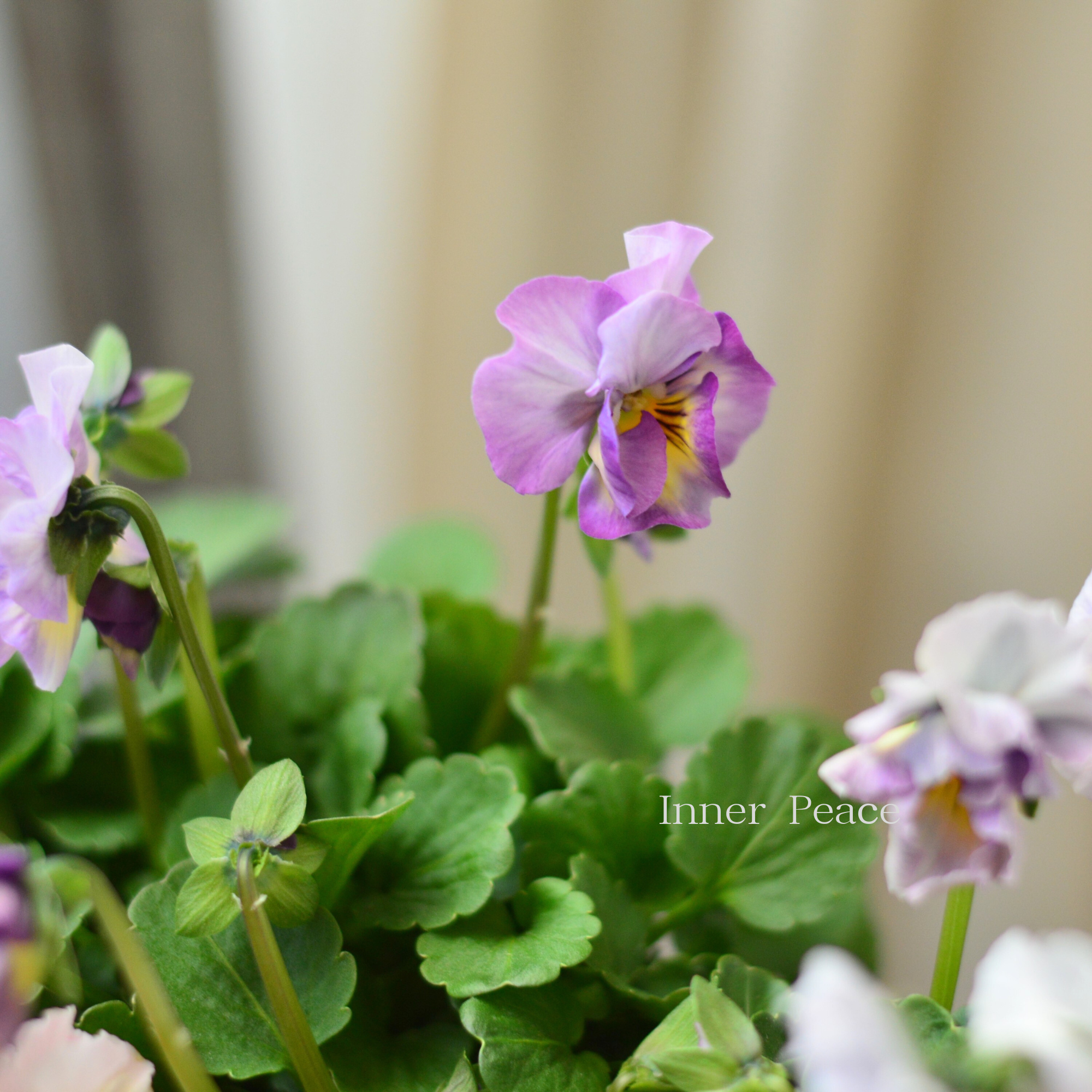 【ハルグリンさん】新品種 パンジー　『ジャーニー』   　3寸POT