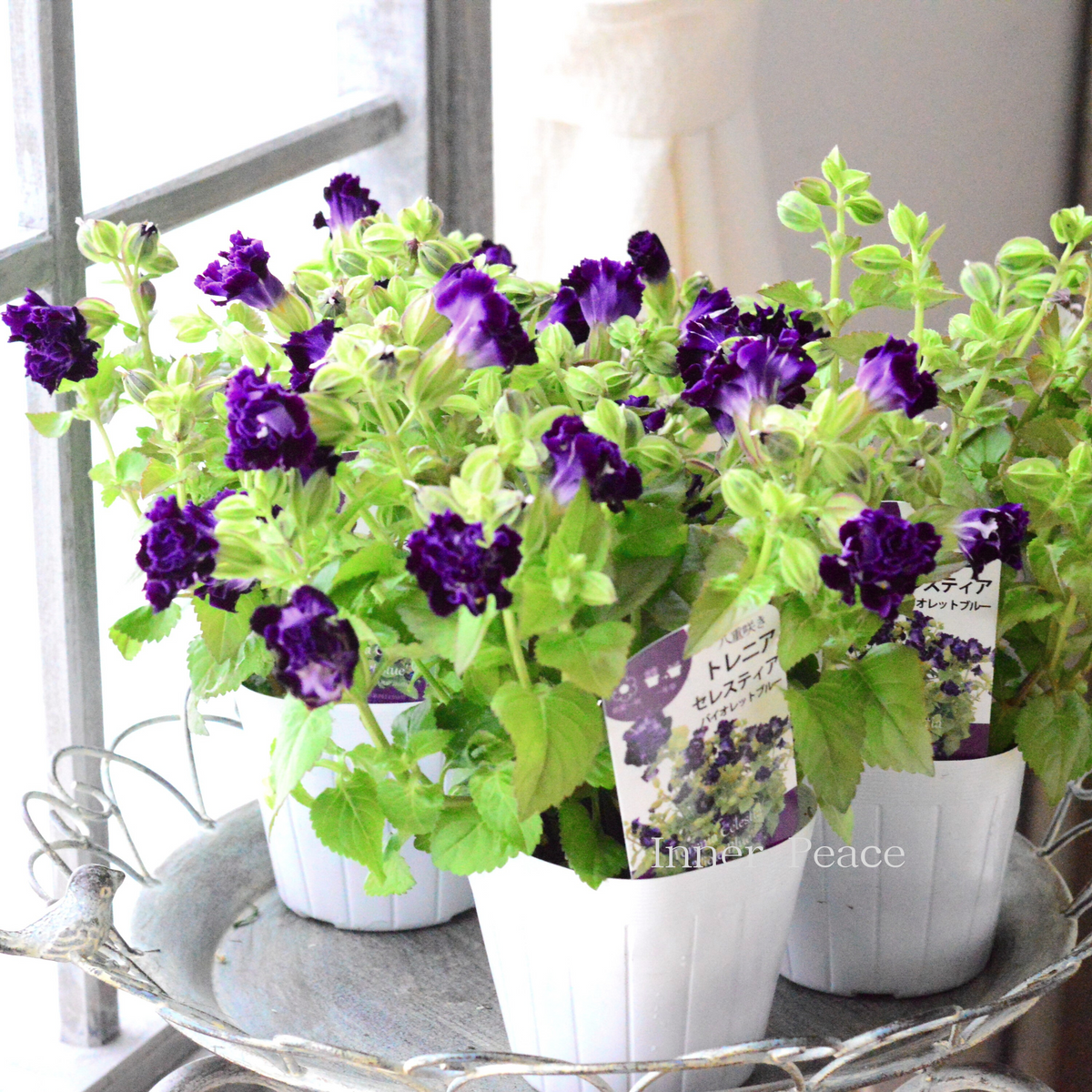 花苗 41eed682f3a5a2ee856efe9e241f5a