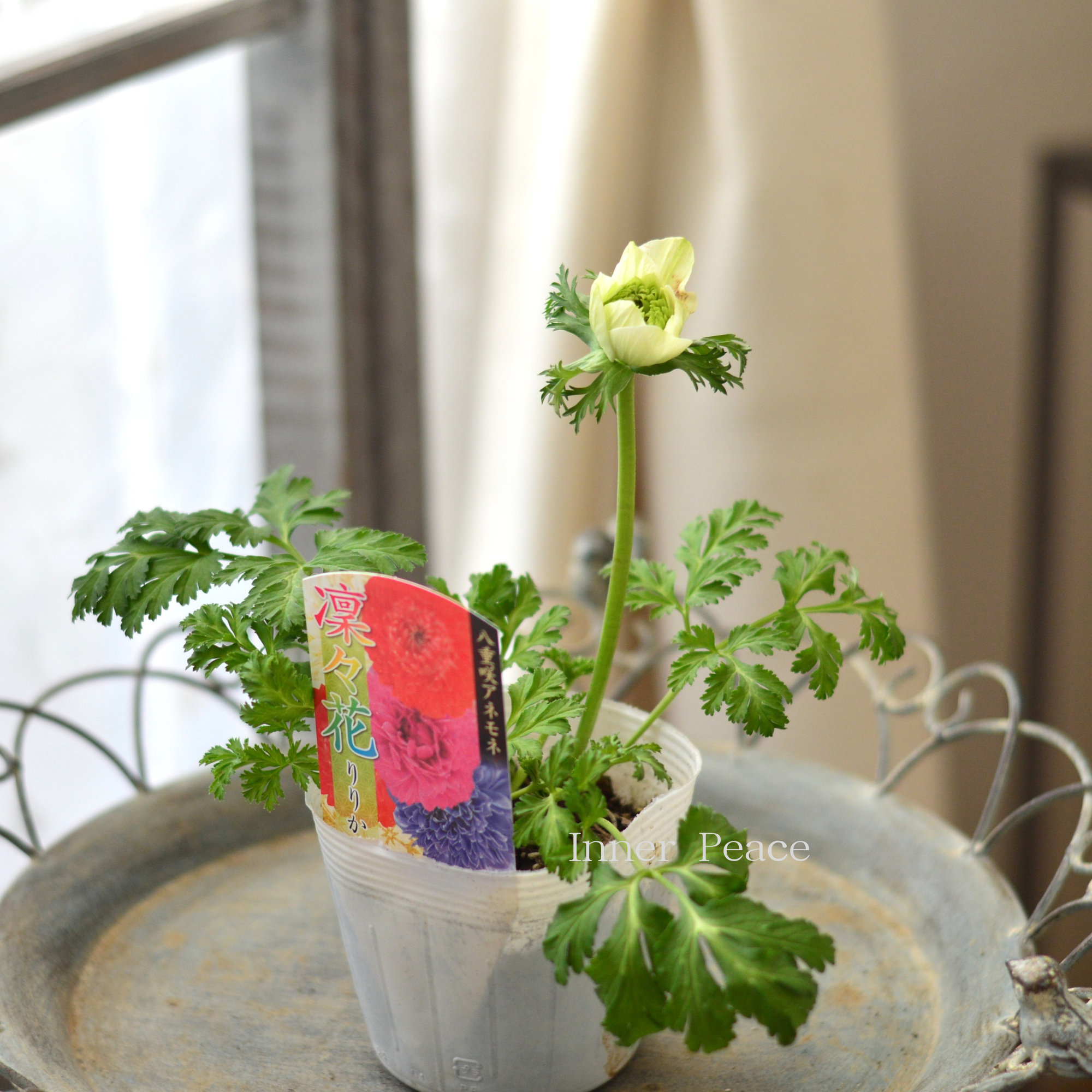 【八重咲き】 アネモネ 『凜々花・グリーン系』　　3.5寸POT