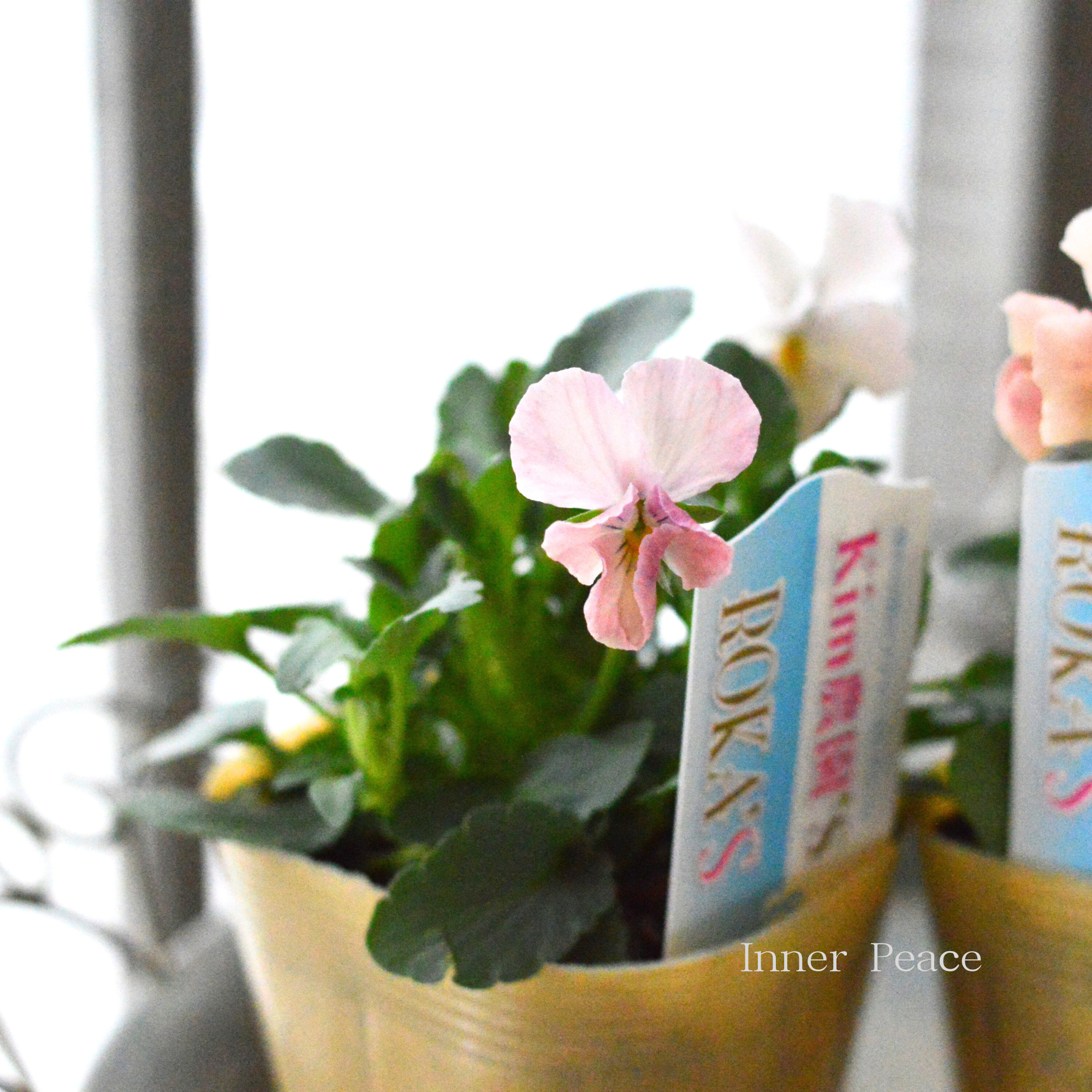 【Kim農園さん】 ビオラ　『ピンク系』　　3.5寸POT