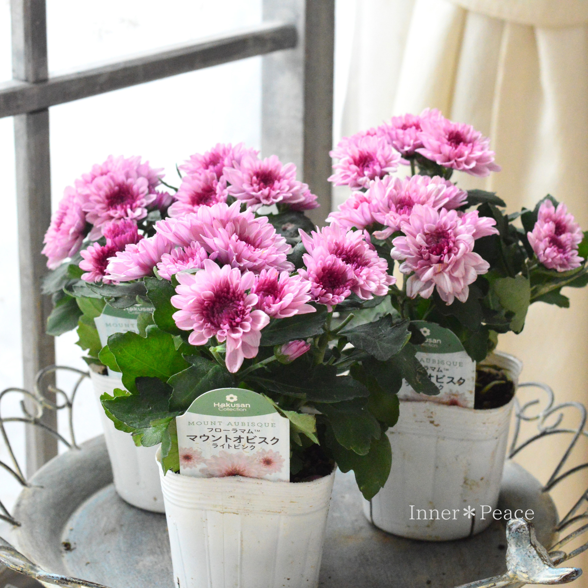 【秋の花】 クリサンセマム 『マウントオービスク・ライトピンク』　 3.5寸POT