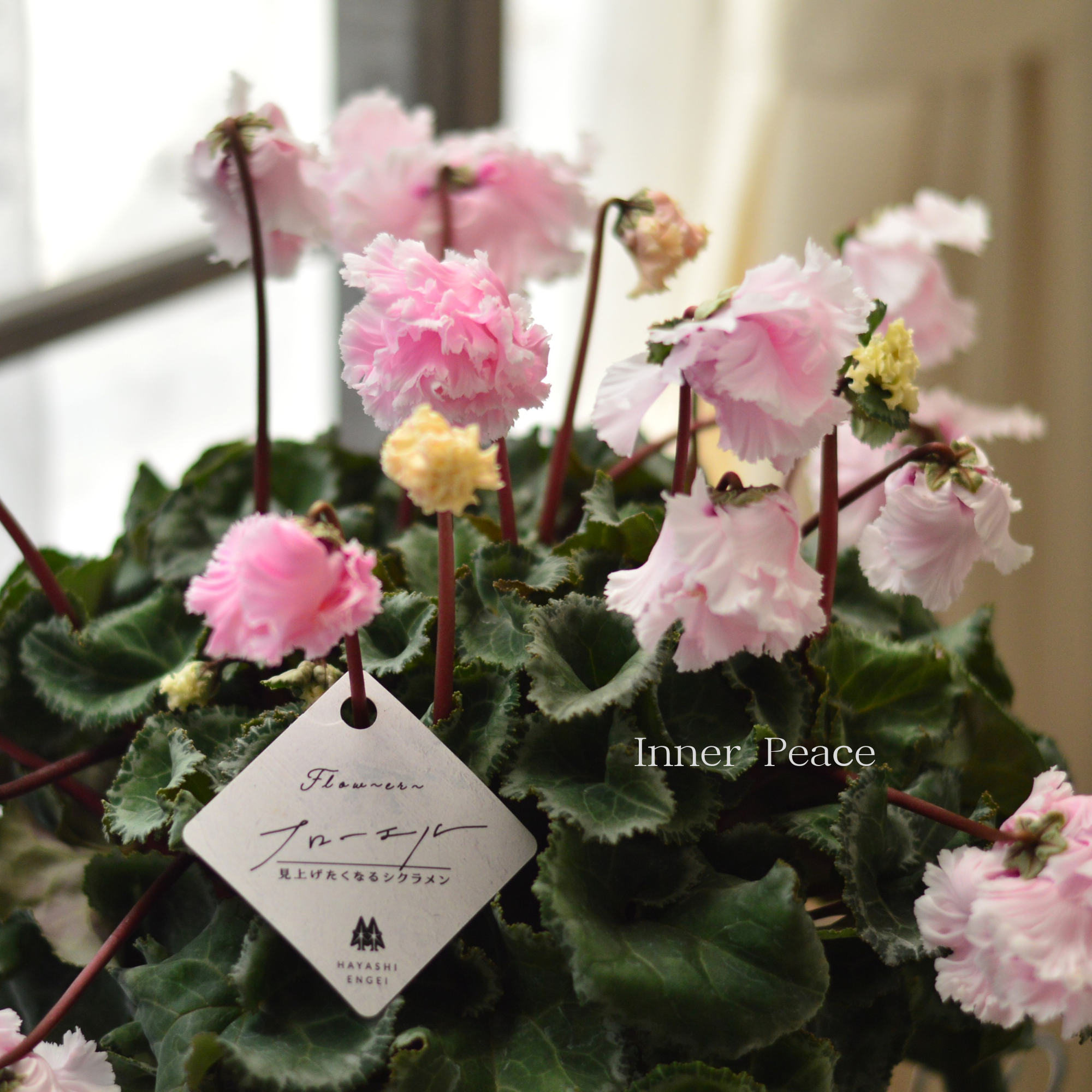 【見上げて楽しむ】 シクラメン 『FLOW～er～フローエル・ライトピンク』　　５号鉢