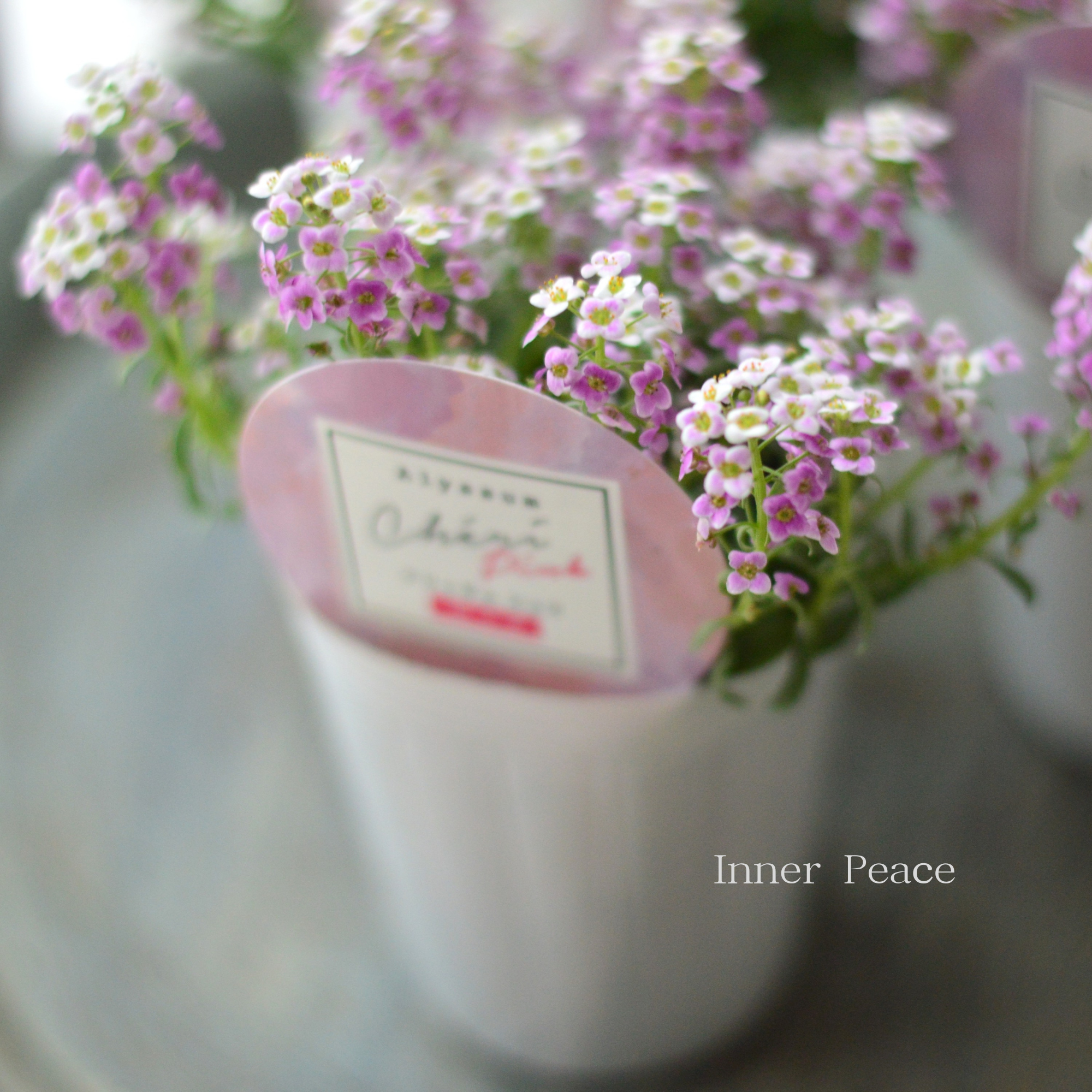 【奥田園芸さんオリジナル】 アリッサム　『シェリ・ピンク』　3.5寸POT