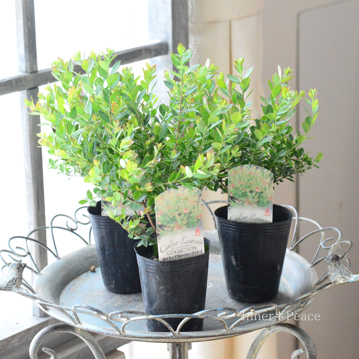 【寄せ植えに】 ネイティブブルーベリー『プリティ』　　2.5寸ロングPOT