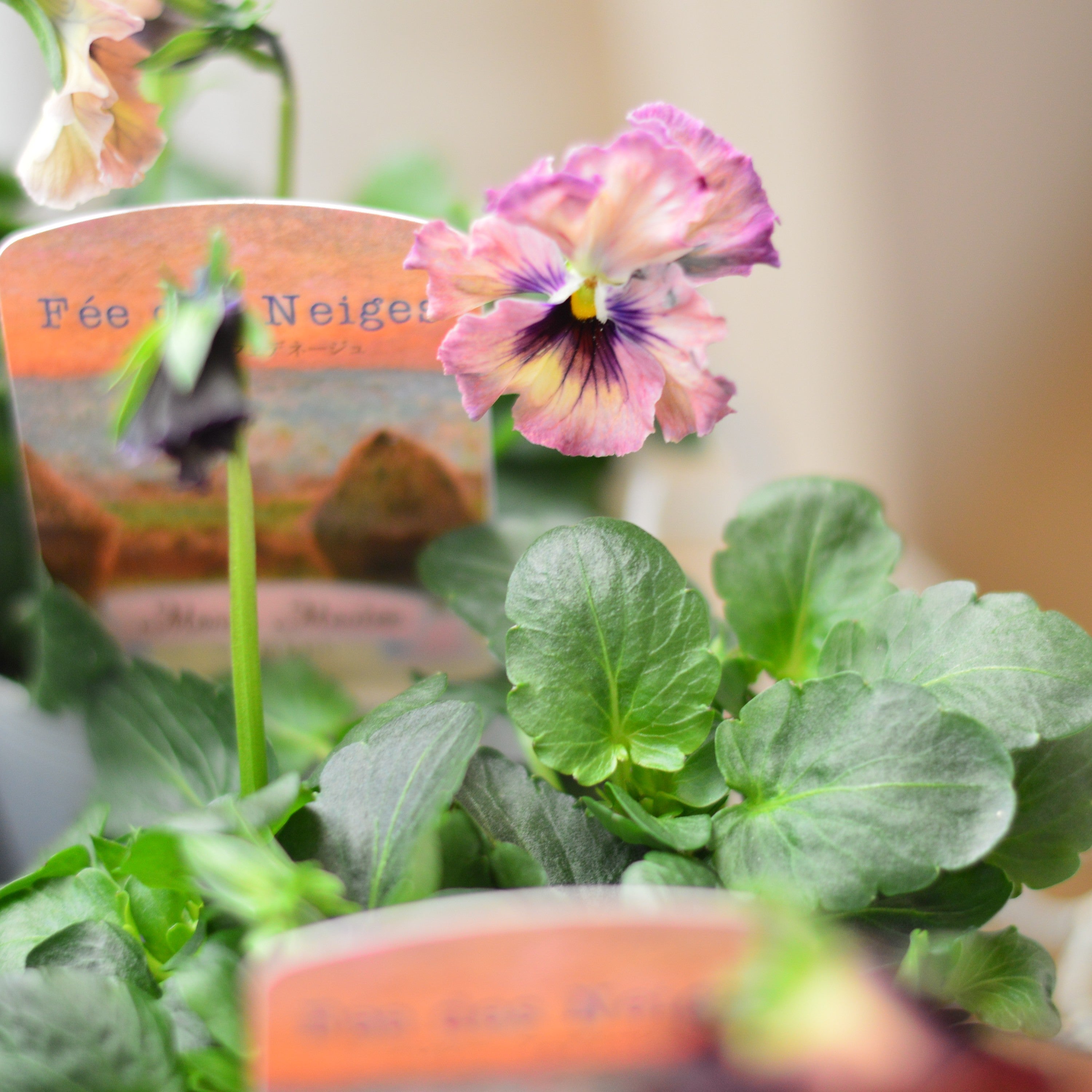 【美しい】 パンジー 『フェデネージュ・モネ　積みわら』　3.5寸POT