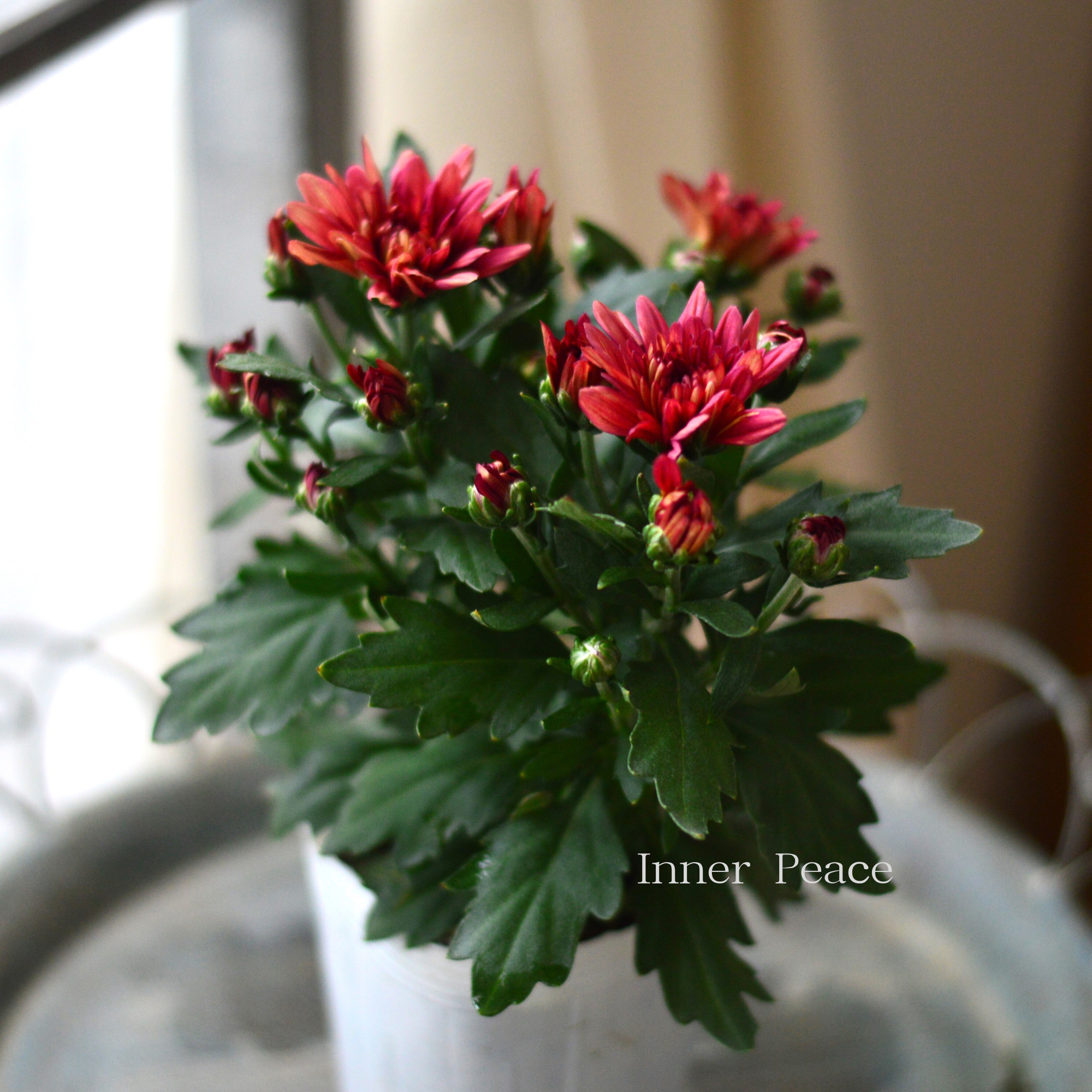 【秋の花】 カクテルマム 『クリスタル・レッド系』　　3寸ロングPOT