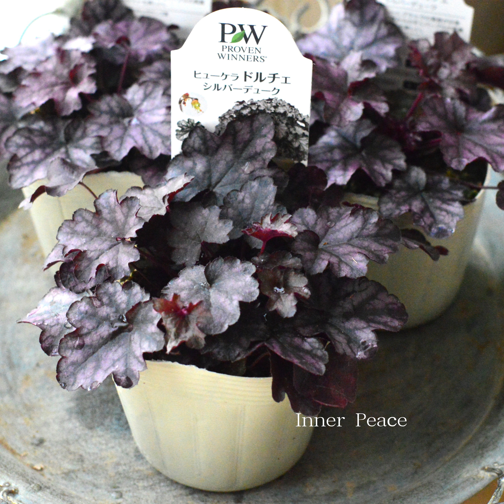 【PW】 ヒューケラ ドルチェ　『シルバーデューク』　　3.5寸POT