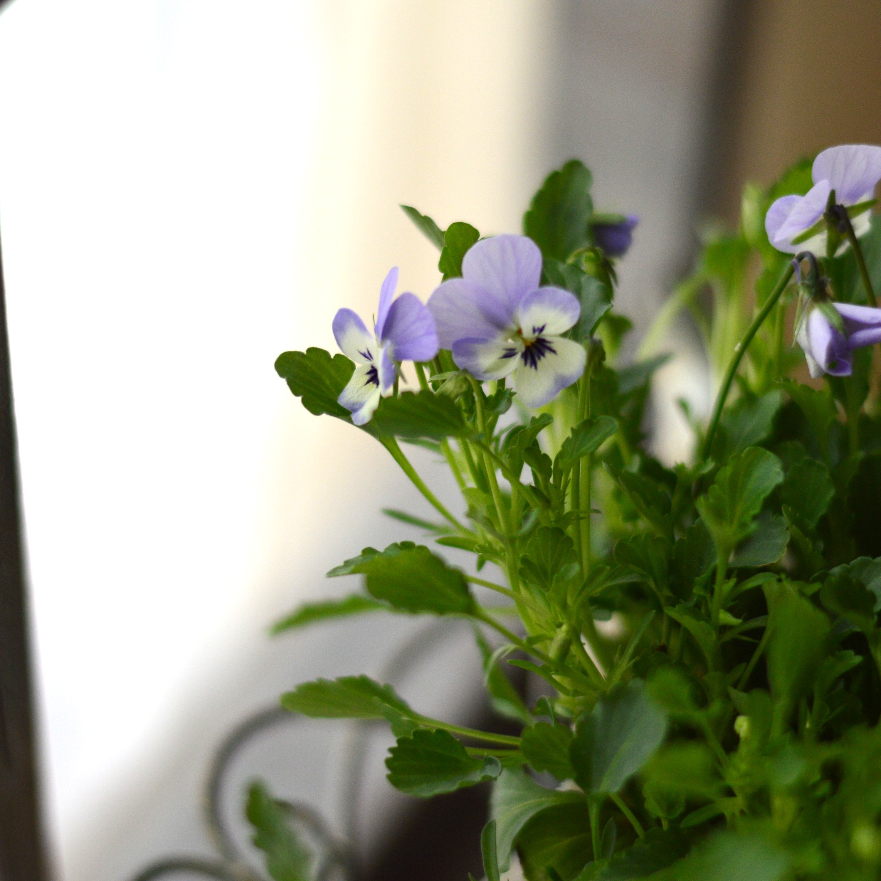 【かわいい】 小輪ビオラ　ビオレッタ　『ホリーブルー』　　3.5寸POT