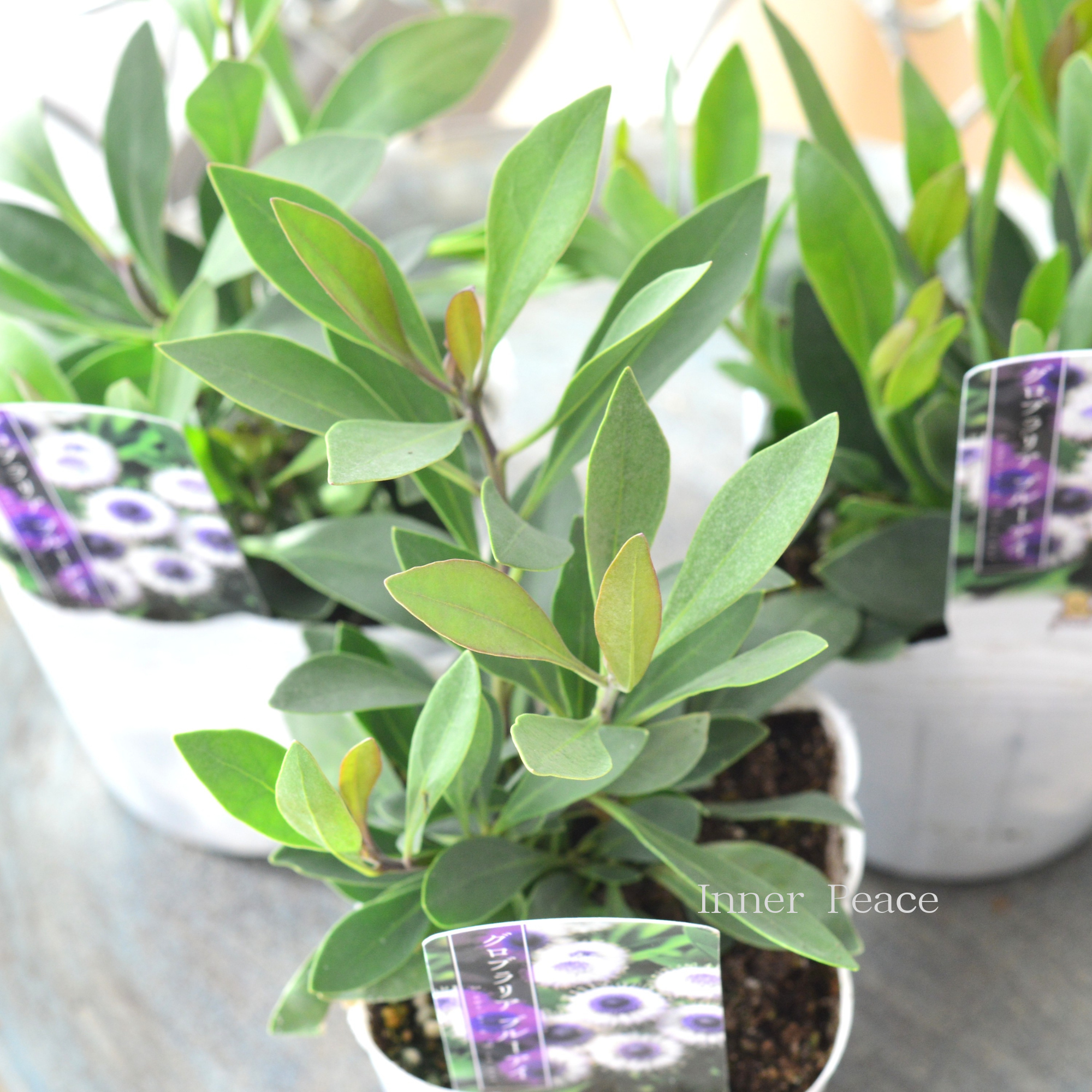 【個性的】 グロブラリア　『ブルーアイ』　　3寸POT