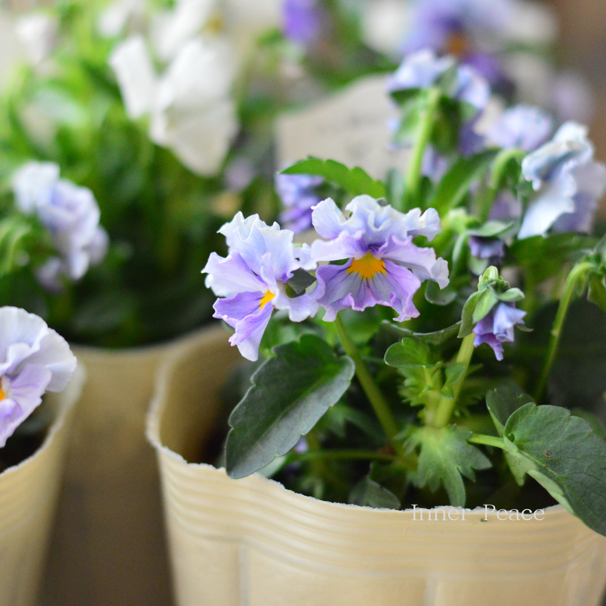 【VEGIHANA FARMさん】 ビオラ　『一期一会・Nouka no Kimochi』　　3.5寸POT