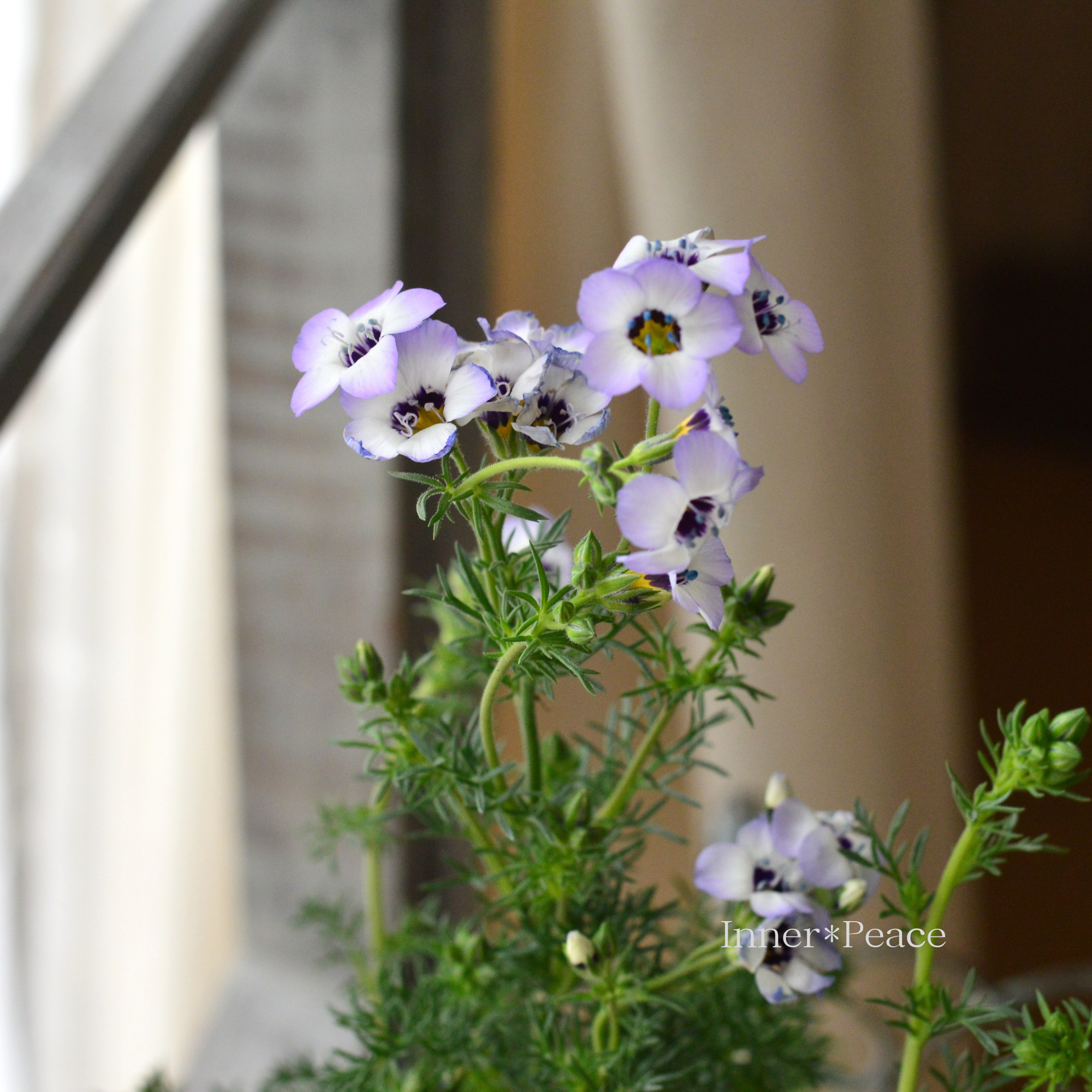 【美しい】 ギリア 『トリコロール』 　3寸POT