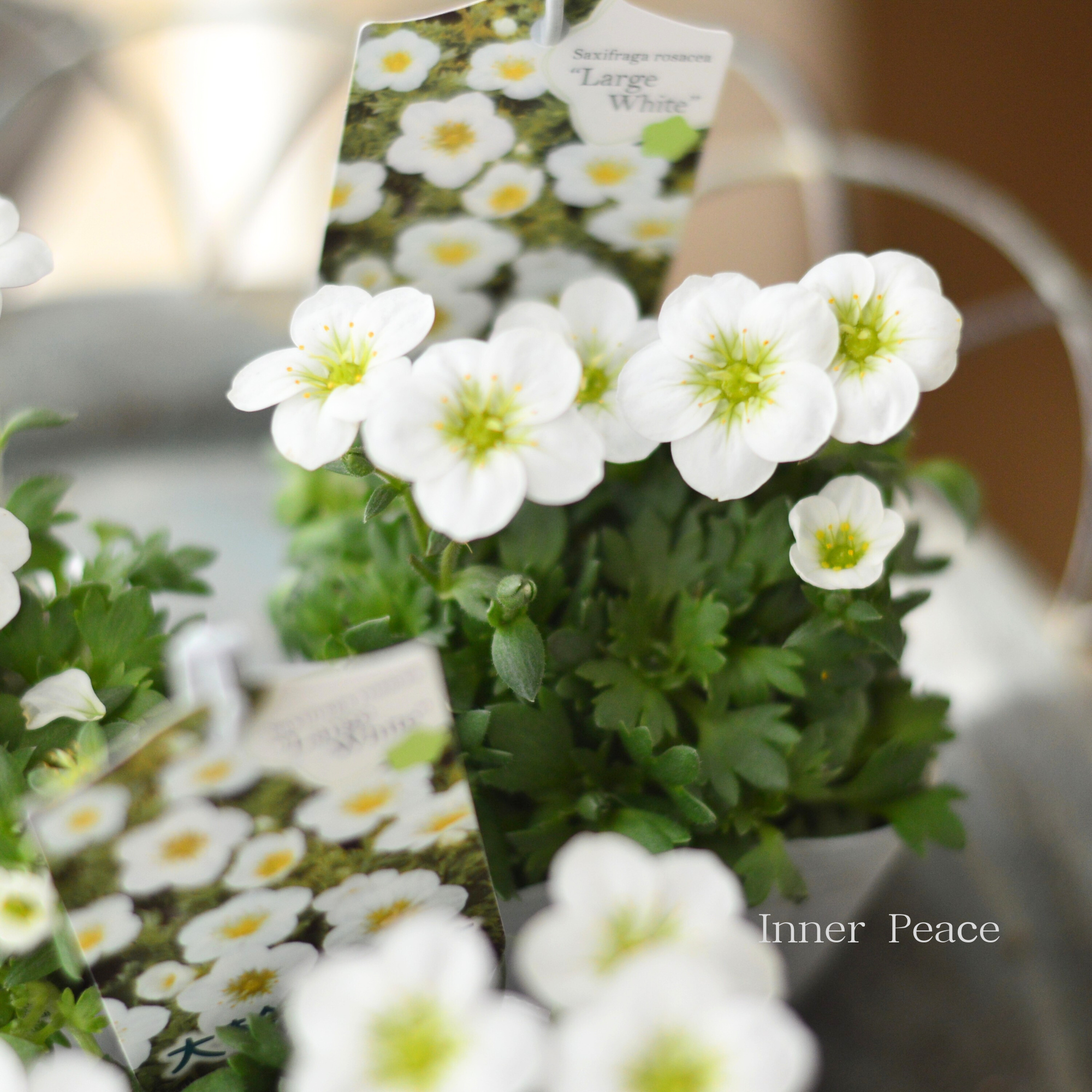 【寒さに強い】 クモマグサ（雲間草）　『ラージタイプ　ホワイト』　　3寸POT