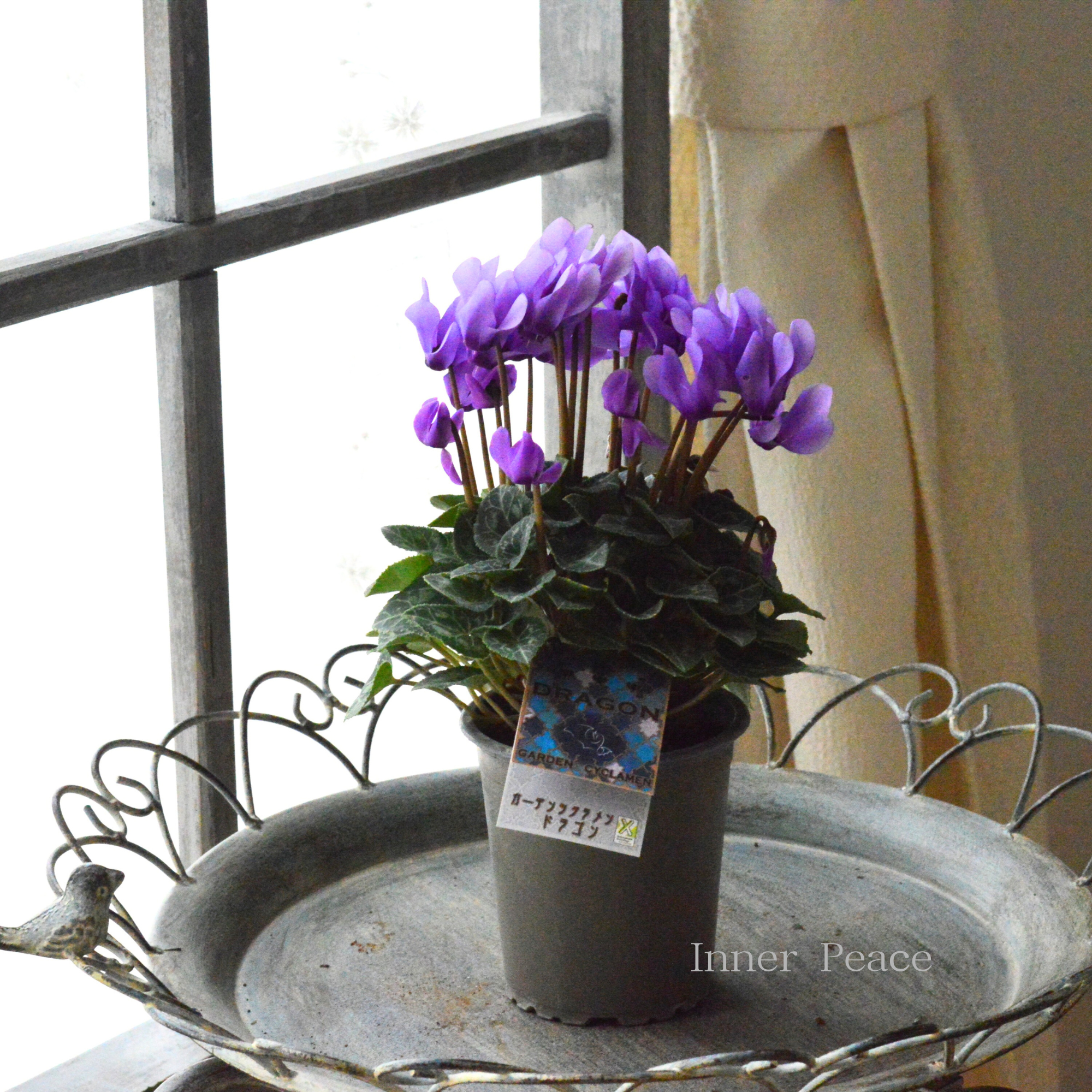 【New】 ガーデンシクラメン　『ドラゴン・ライトブルー』　 3寸硬質POT