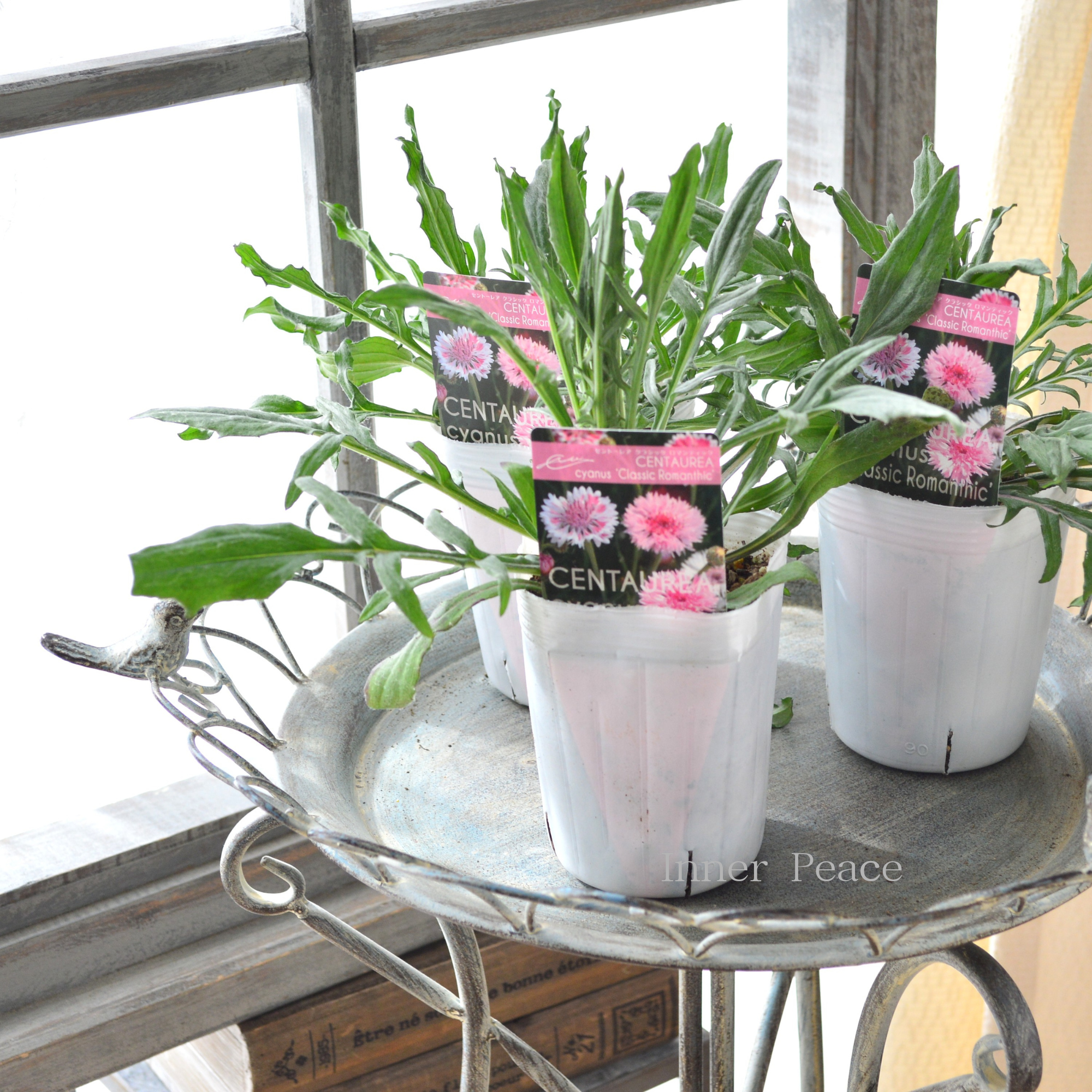 【寒さに強い】 セントーレア（矢車草） 『クラシックロマンティック』植え込み用　3寸POT