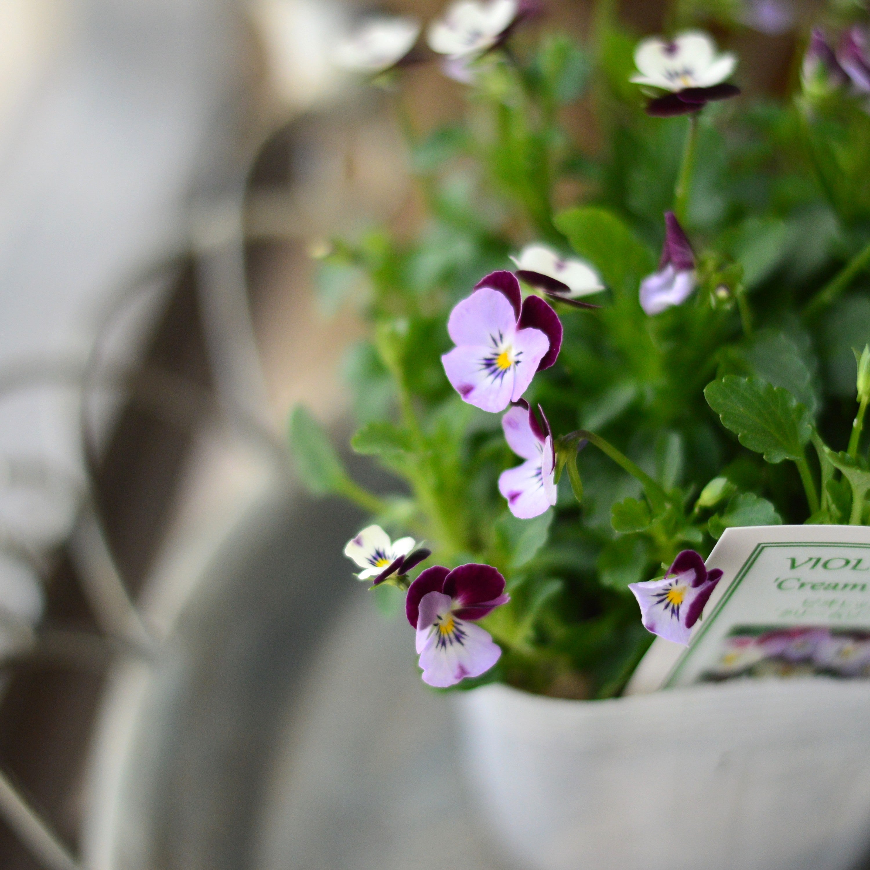 【かわいい】 小輪ビオラ　ビオレッタ　『クリームソーダ』　　3.5寸POT