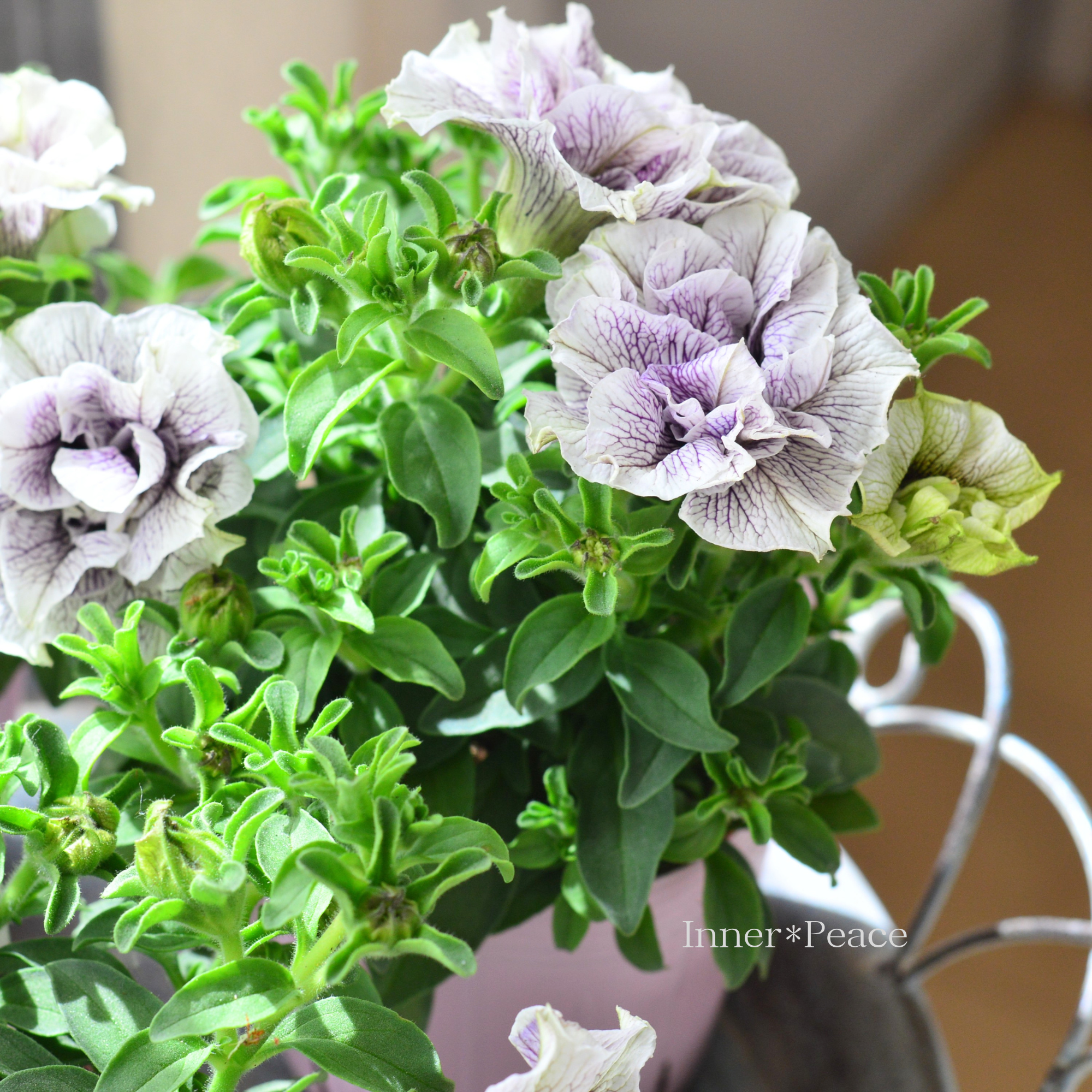 【桂楓園さんオリジナル】 ペチュニア 『ライラックフェアリー』　　　3.5寸POT