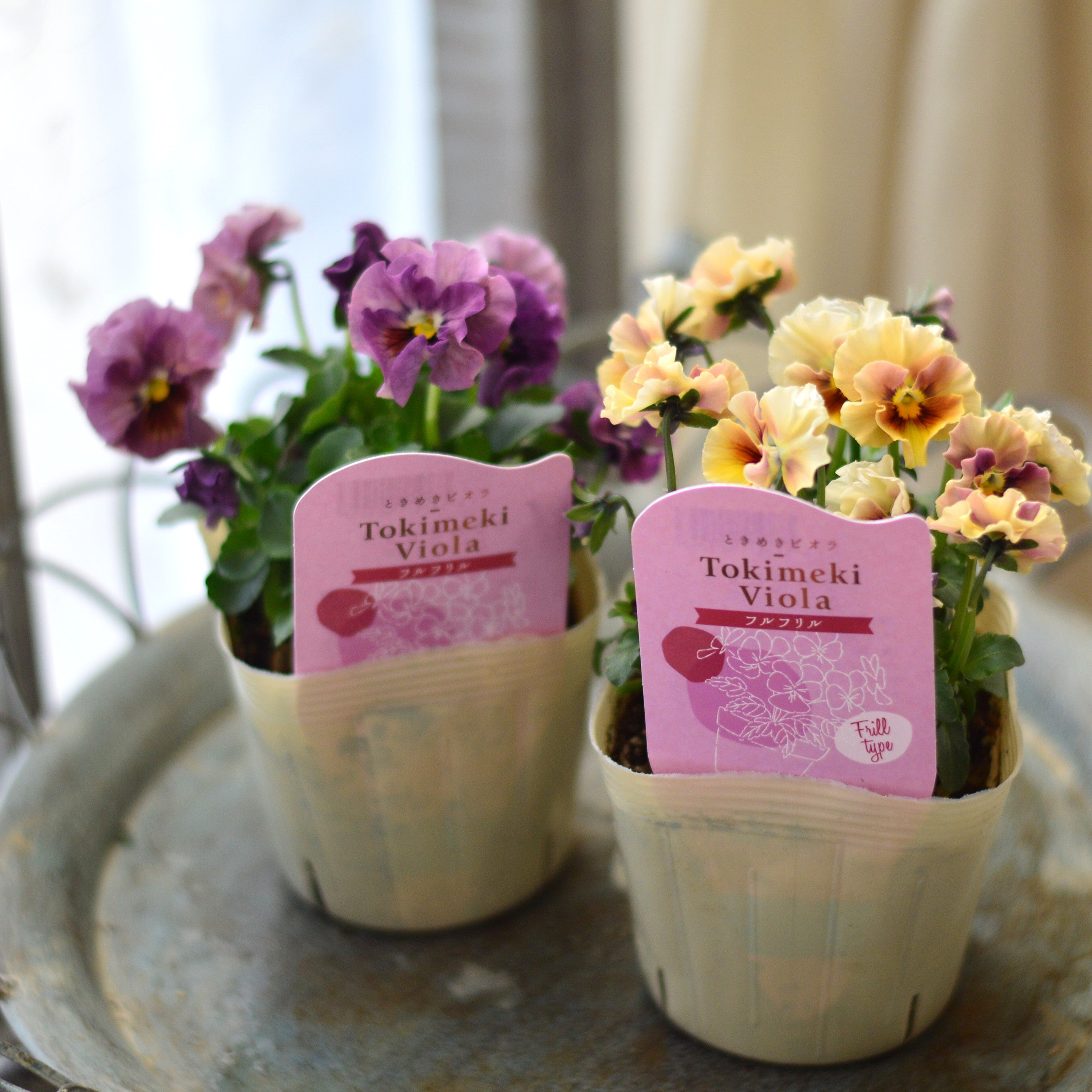 【奥田園芸さん】 ときめきビオラ　『フルフリル』　3.5寸POT