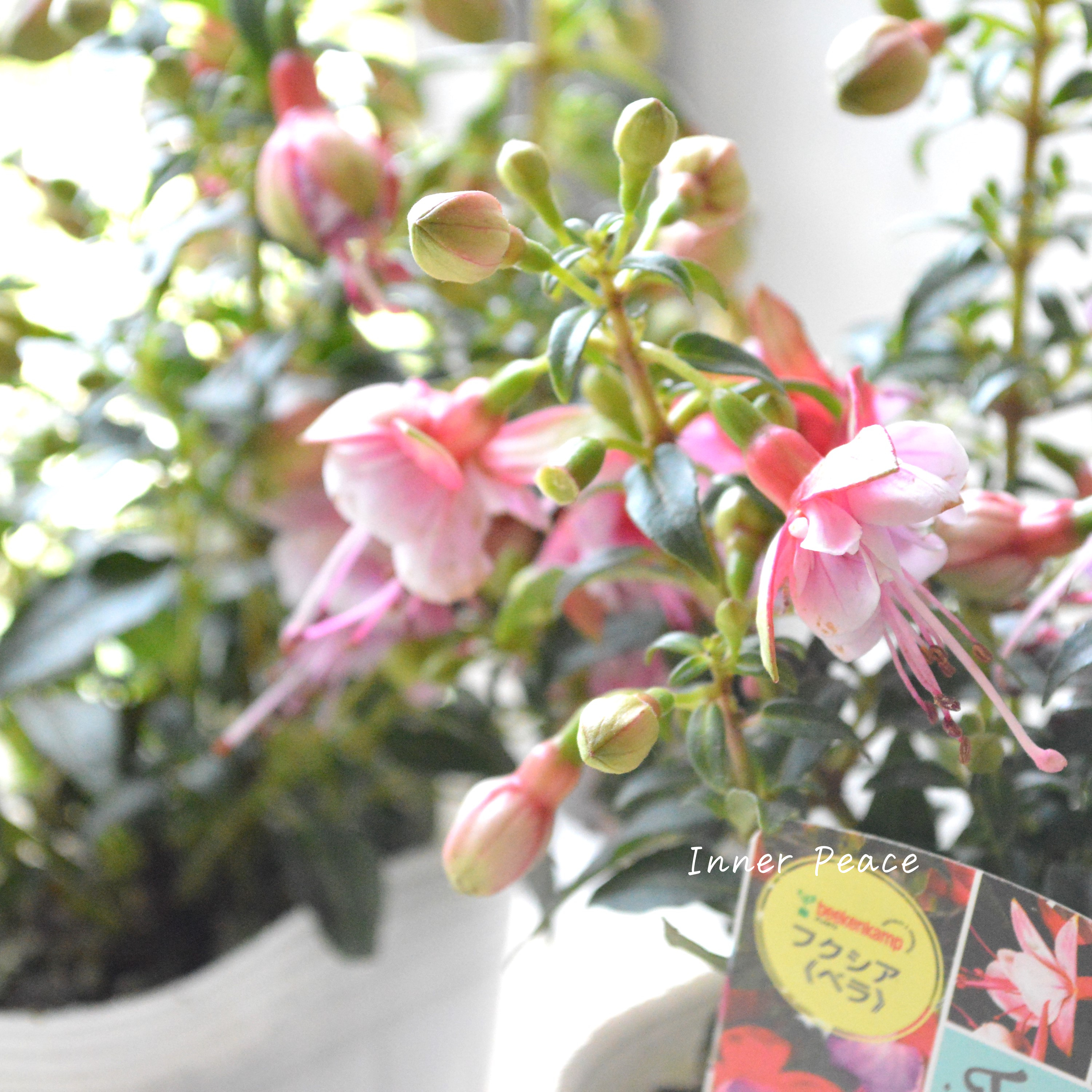 【大人かわいい】 フクシア 『ベラ・八重咲き　ピンク×薄ピンク』　3.5寸POT