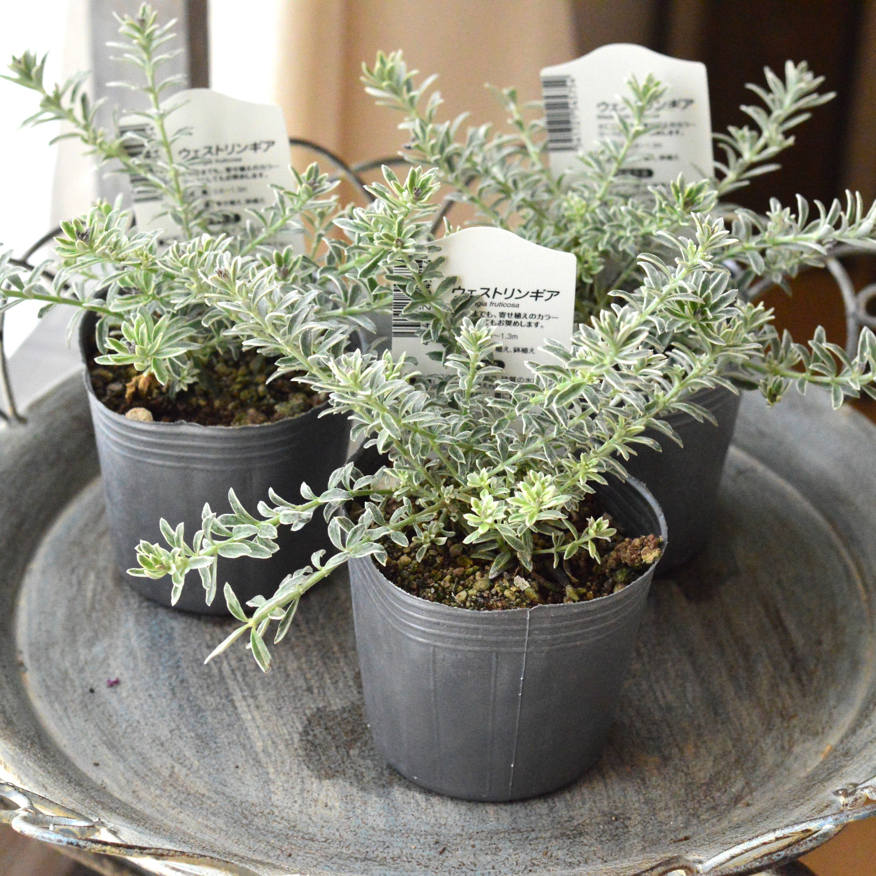 【２～３本植え】 ウエストリンギア 「スモーキーホワイト」　2.5寸～3寸POT