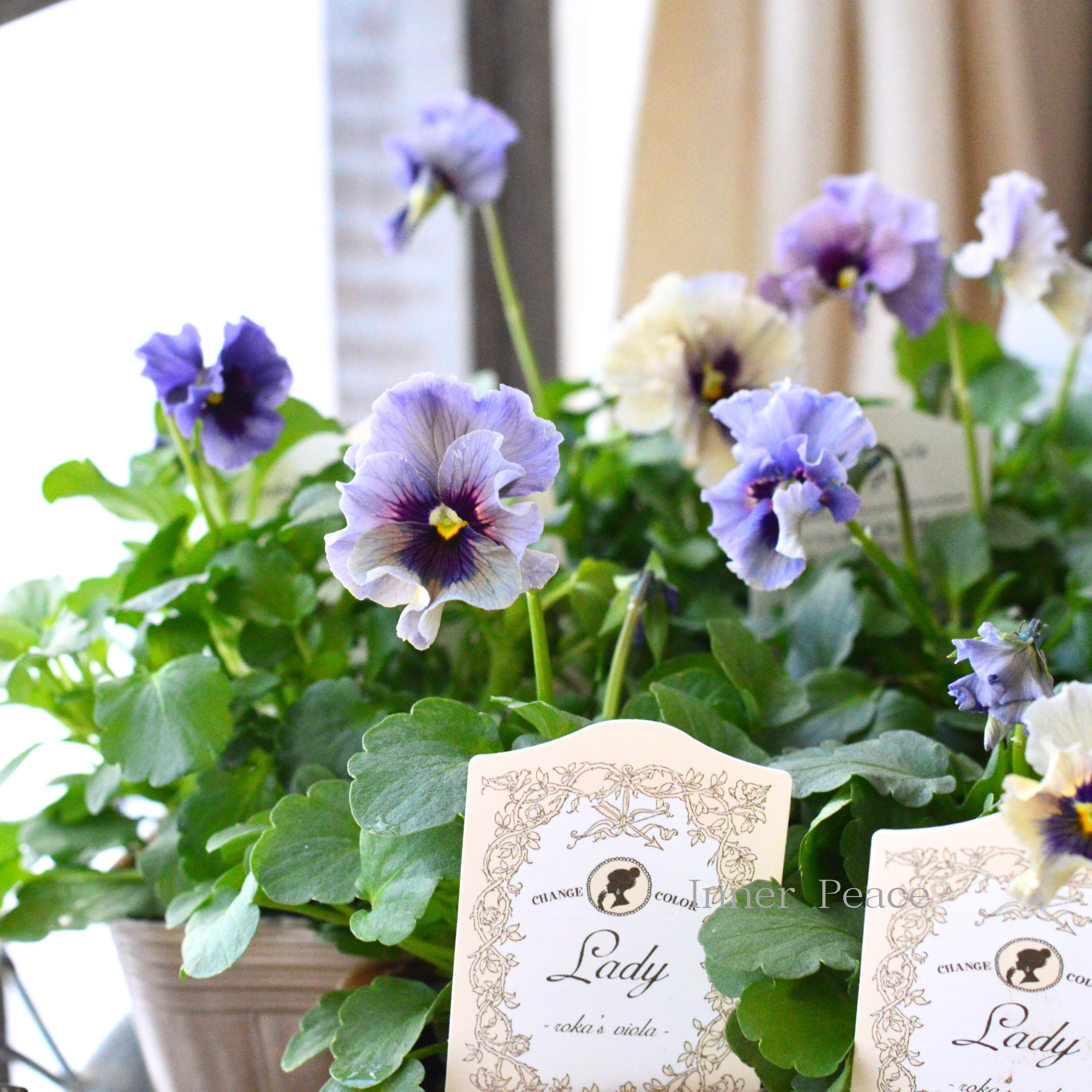 希少】 石川園芸さんビオラ 『レディ』 3寸POT 希少】 石川園芸さんビオラ 『レディ』 3寸POT