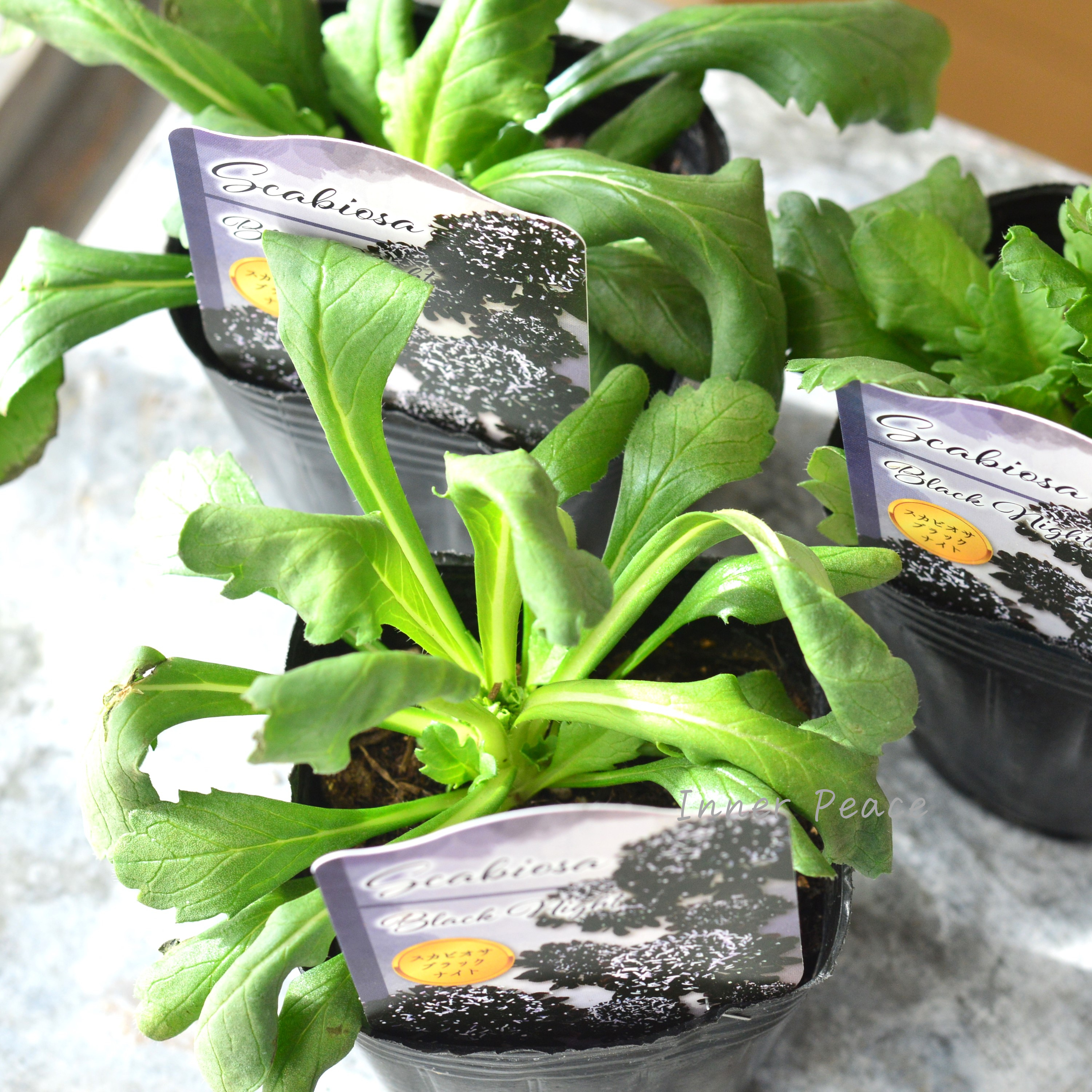 【美しい】 スカビオサ 『ブラックナイト』 植え込み用　3寸POT