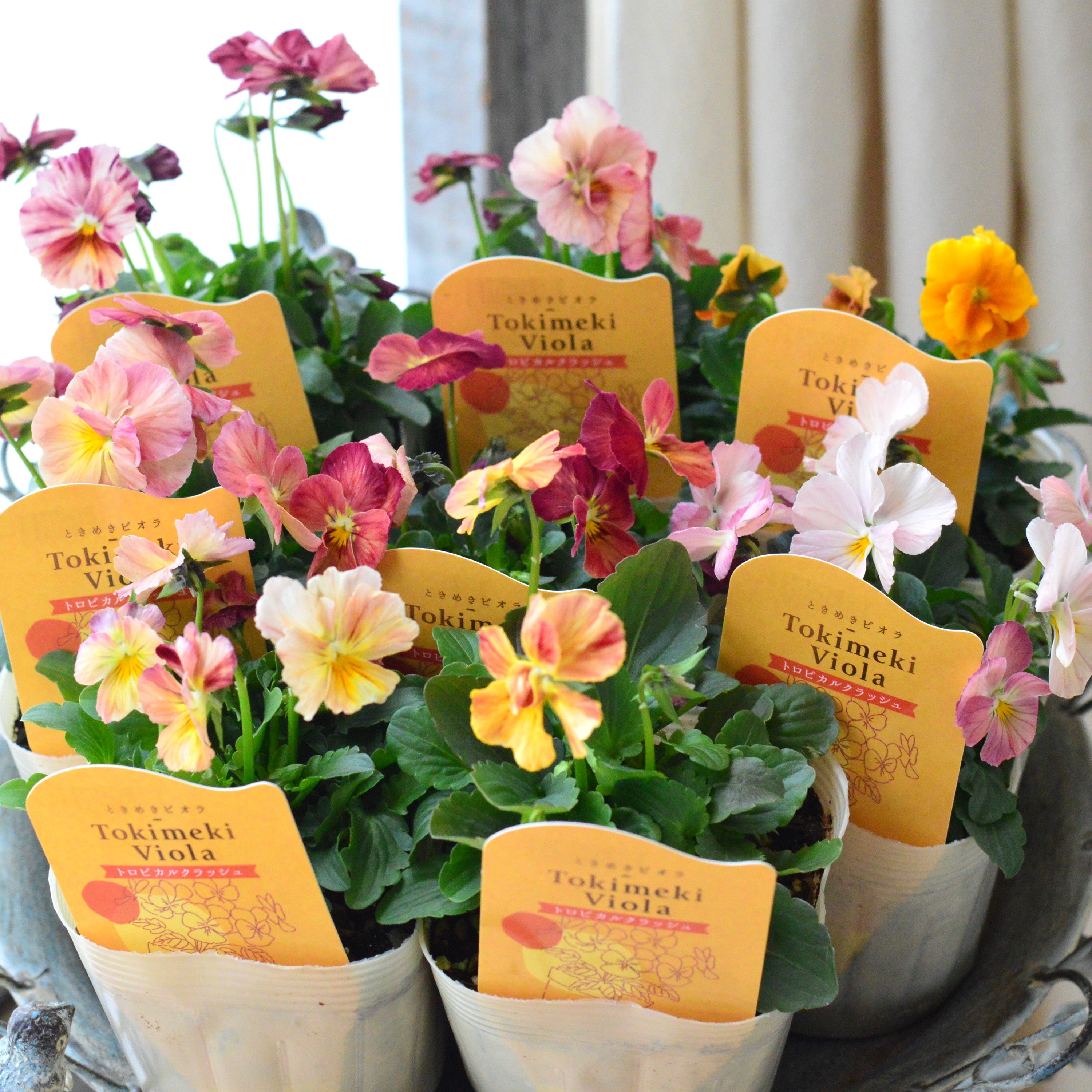 【奥田園芸さん】 ときめきビオラ　『トロピカルクラッシュ』　3.5寸POT