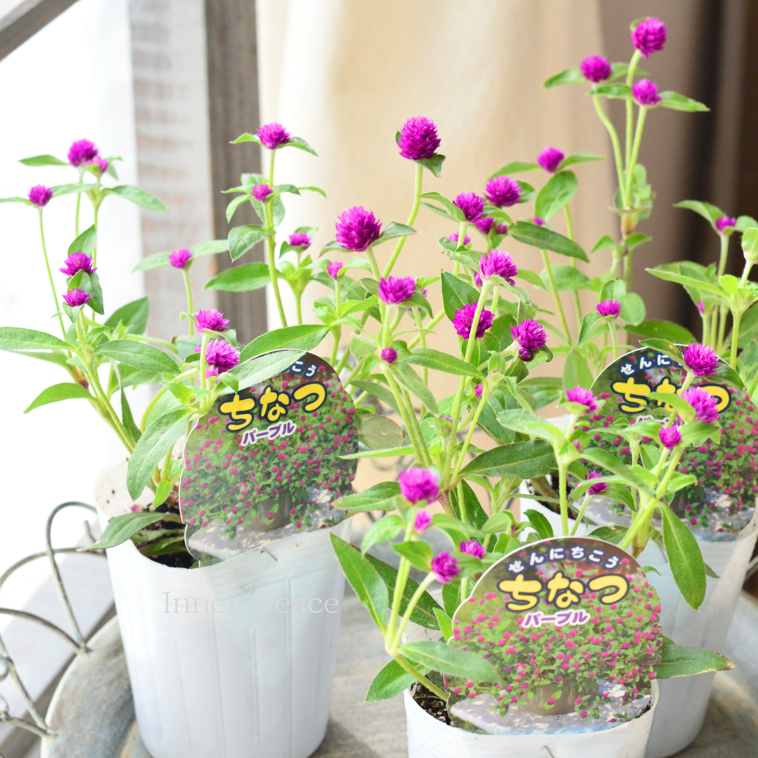 寄せ植え2点 センニチコウ(千日紅)の寄せ植え｜相性のいい草花6選
