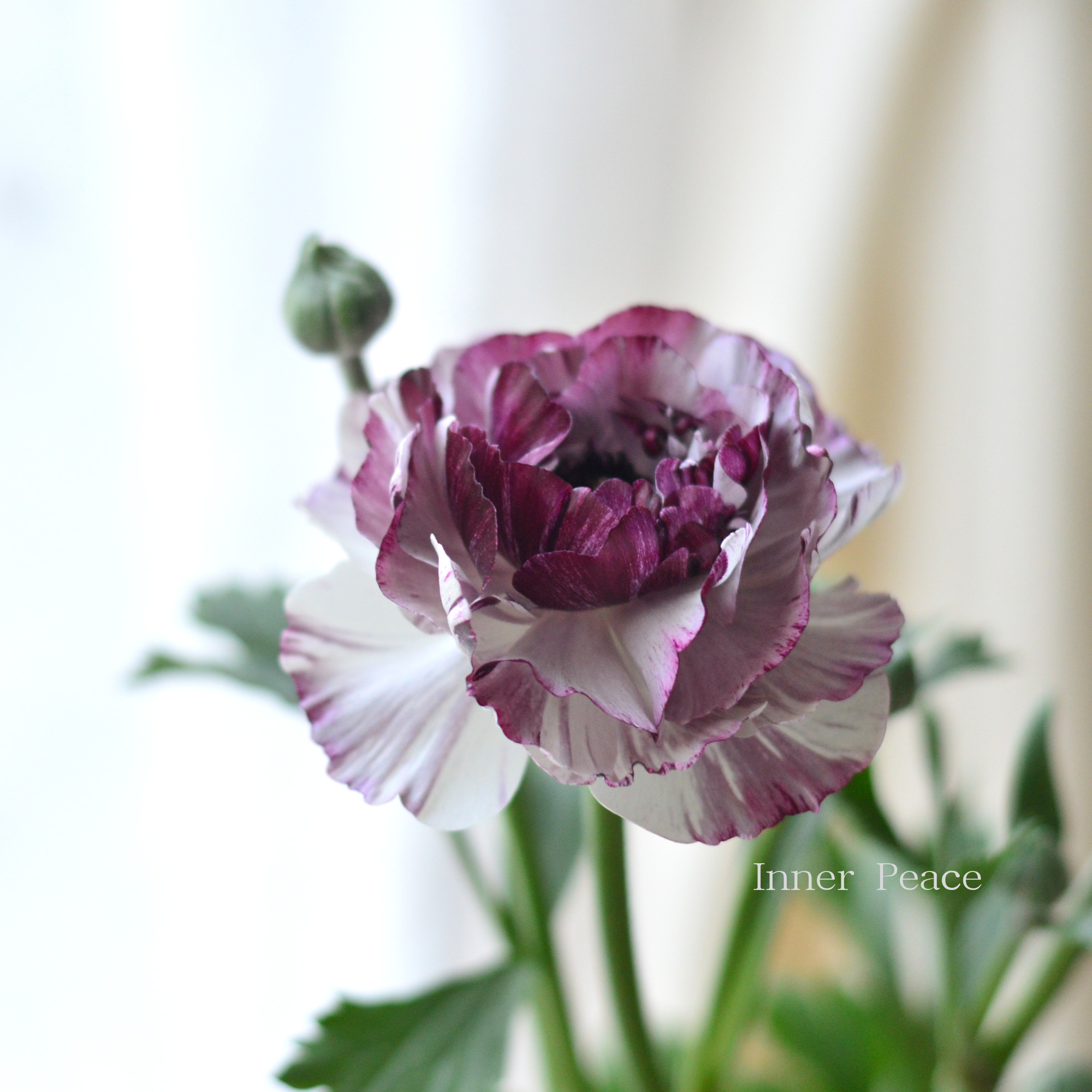 綾園芸さん育種】 ラナンキュラス 『イカロス・パープル系』 3.5寸