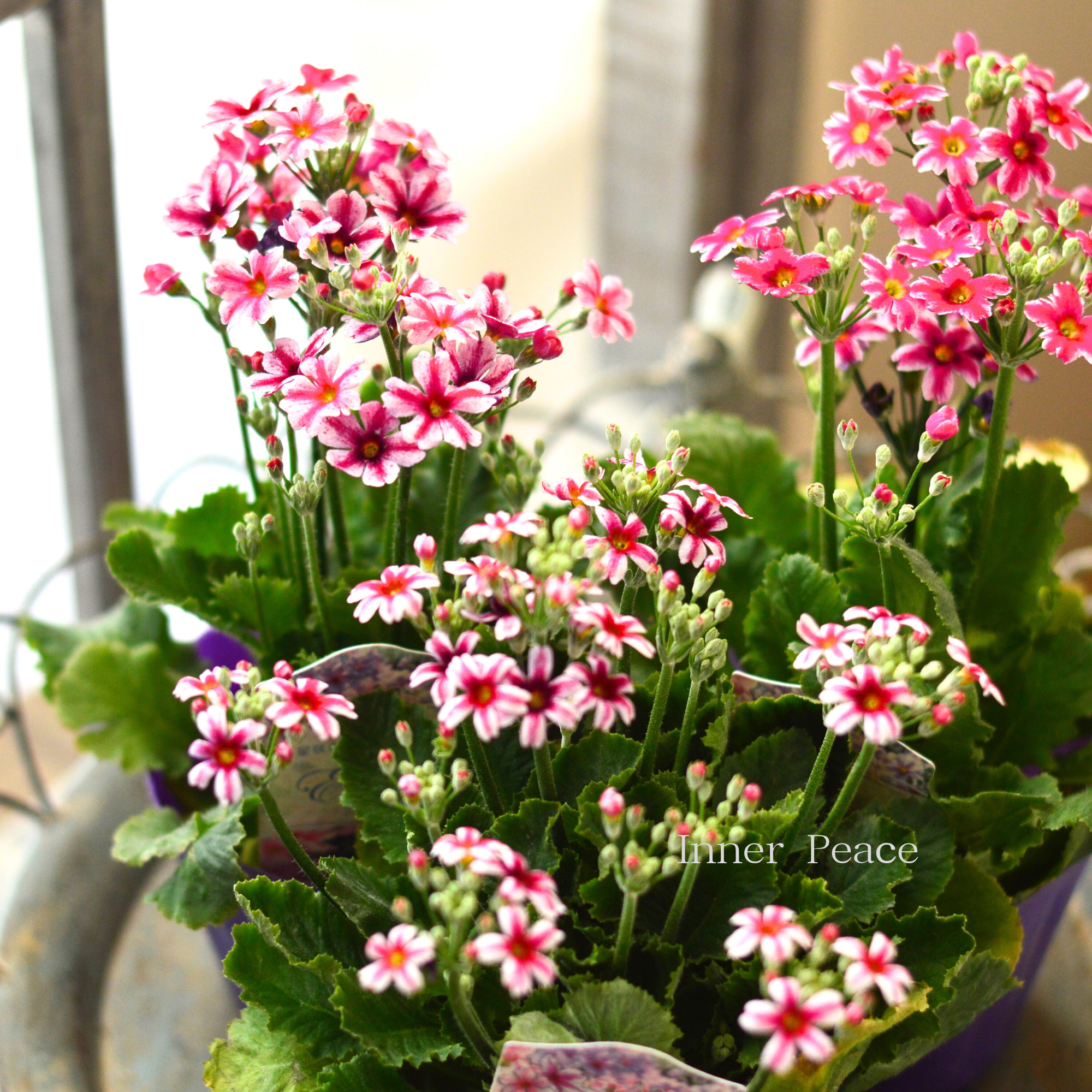 【星咲き】 プリムラ マラコイデス 『エトワール・レッド系』　　3.5寸POT