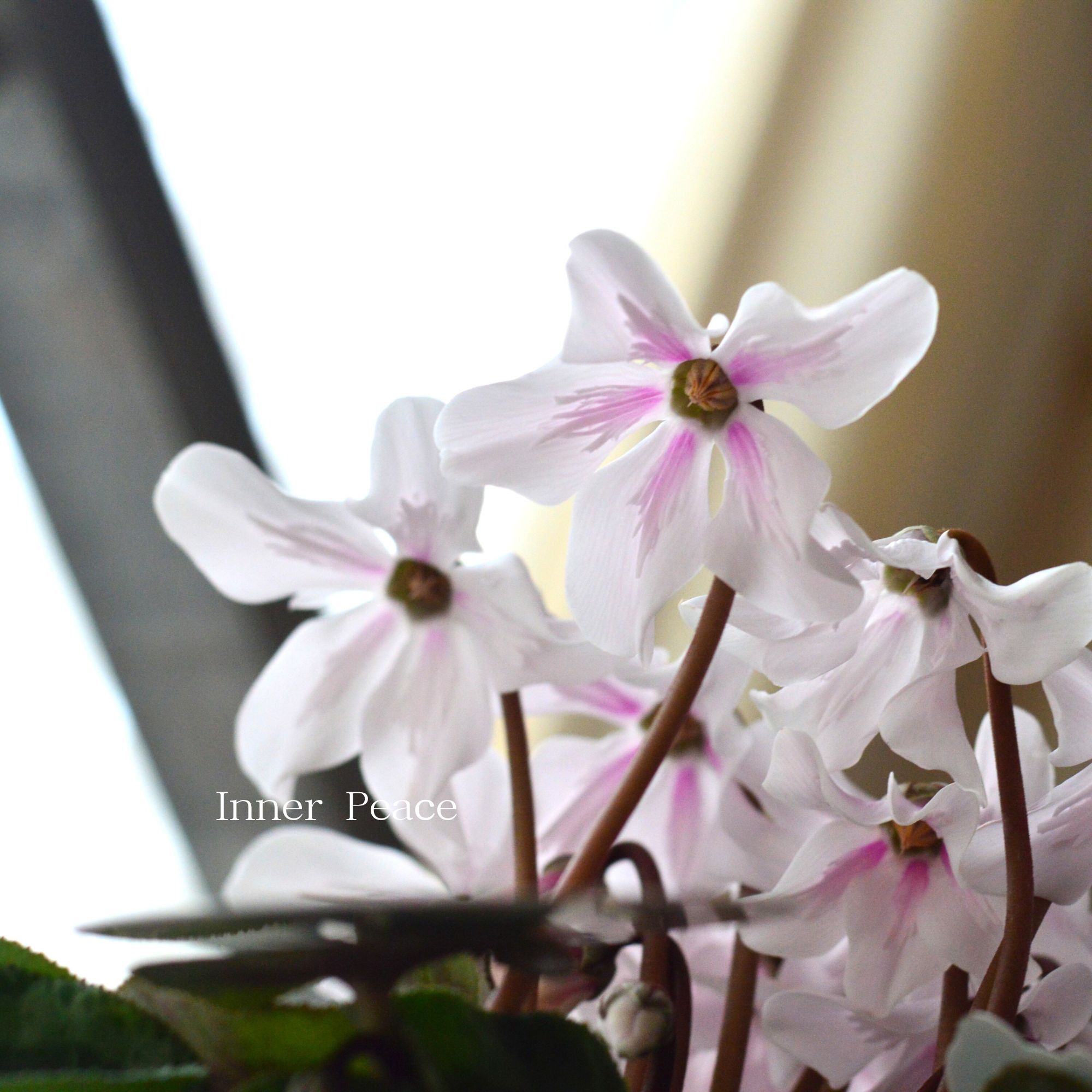 【希少】 シクラメン 『ペチコート』　　４寸プラ鉢