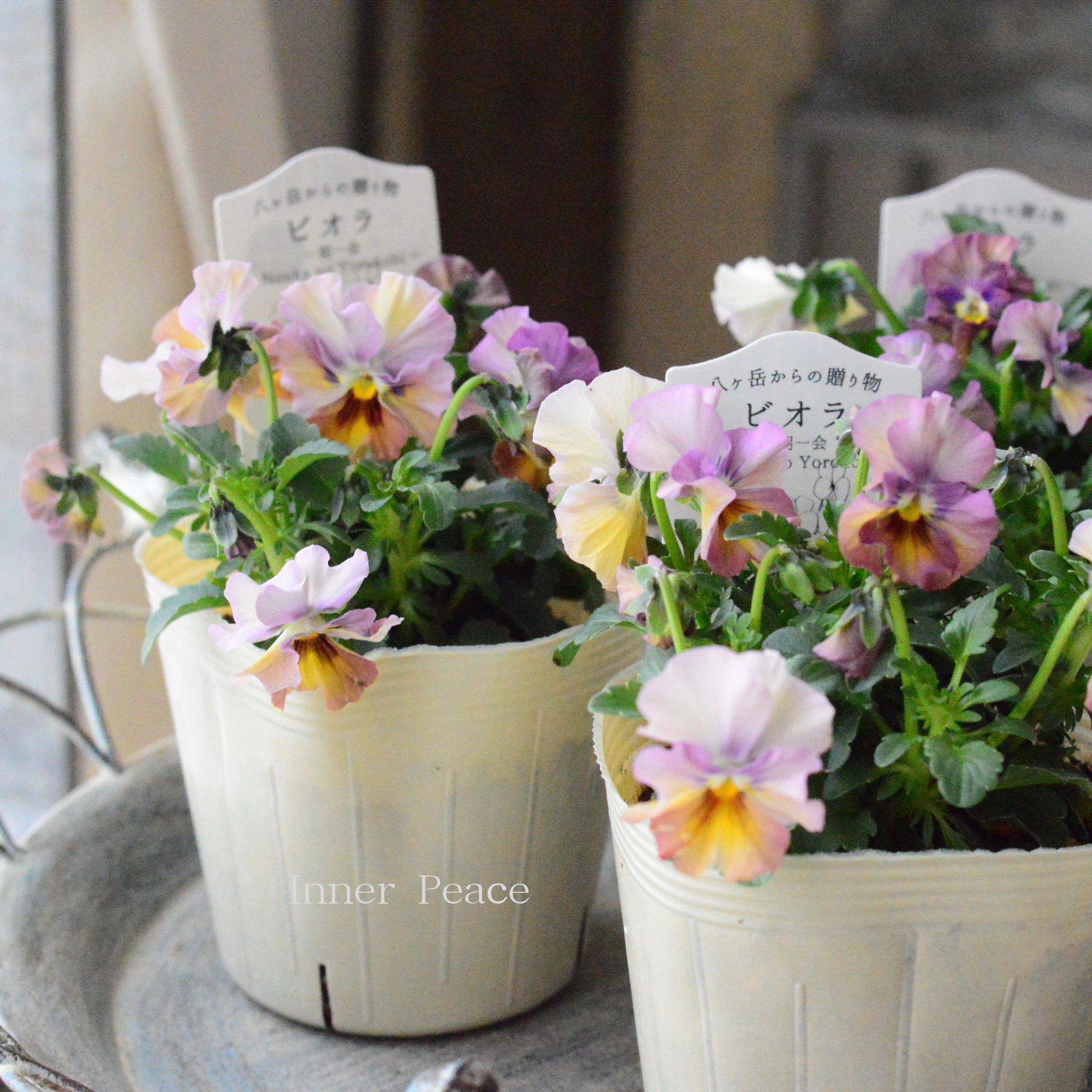 【VEGIHANA FARMさん】 ビオラ　『一期一会・Nouka no Yorokobi』　　3.5寸POT