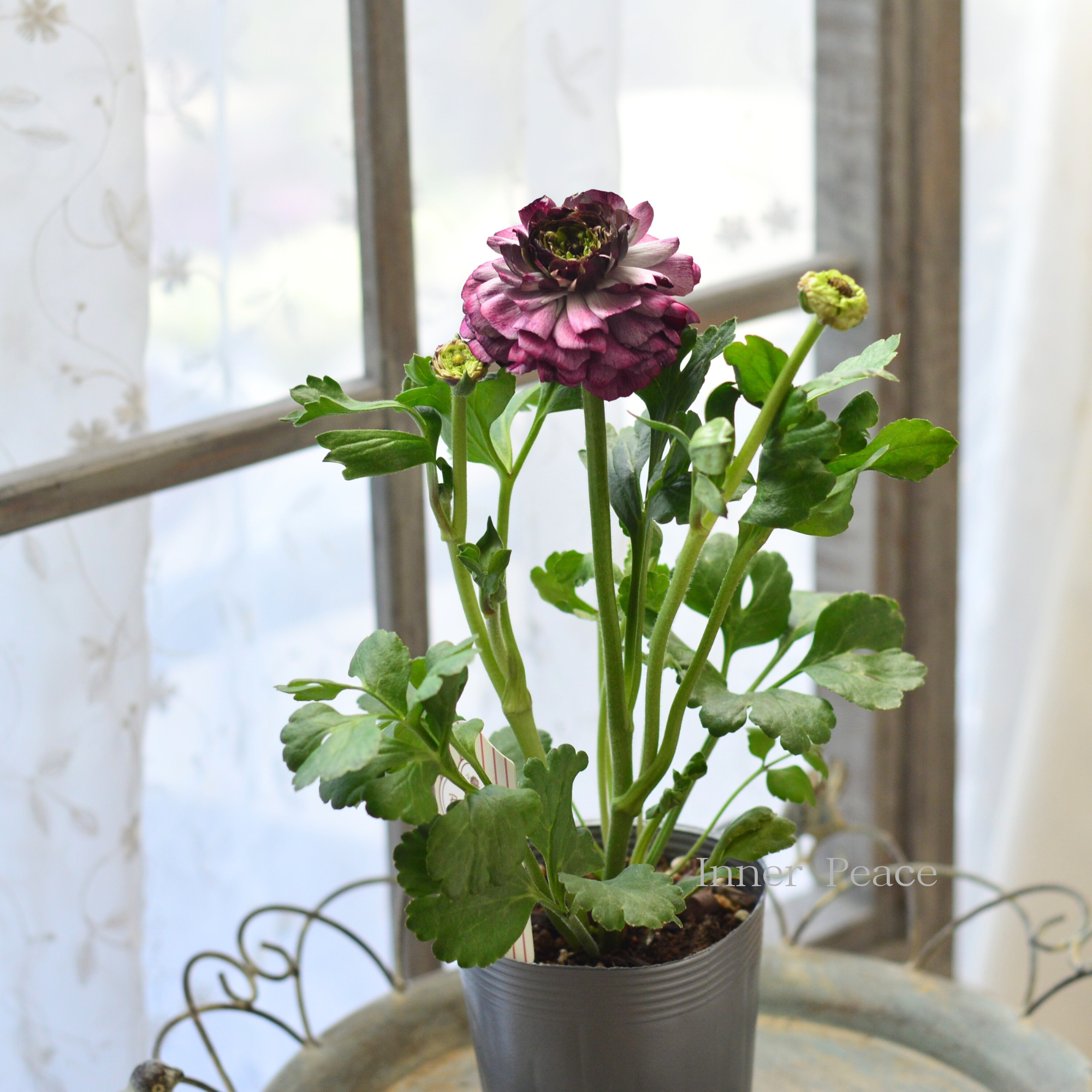 【豪華】 ラナンキュラス （ミックス）『パープルレッド系』　3.5寸ロングPOT