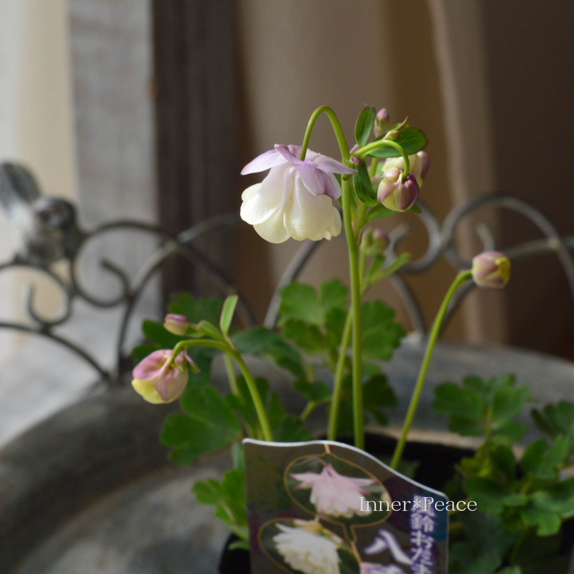 風鈴オダマキ 『ピンク×ホワイト系』　3寸POT