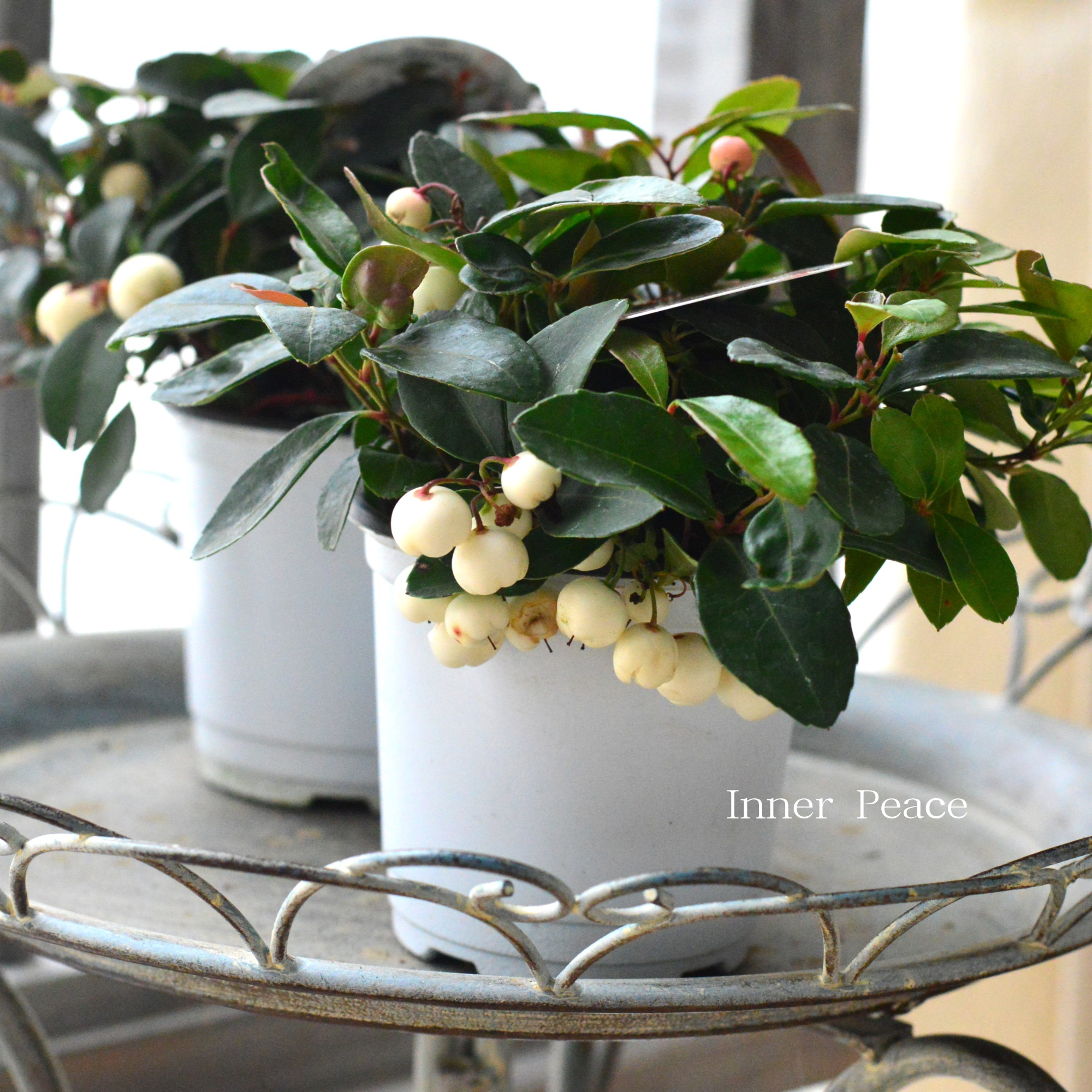 【寄せ植えに】ゴールテリア・チャオペラ　『ホワイト』　 3寸POT