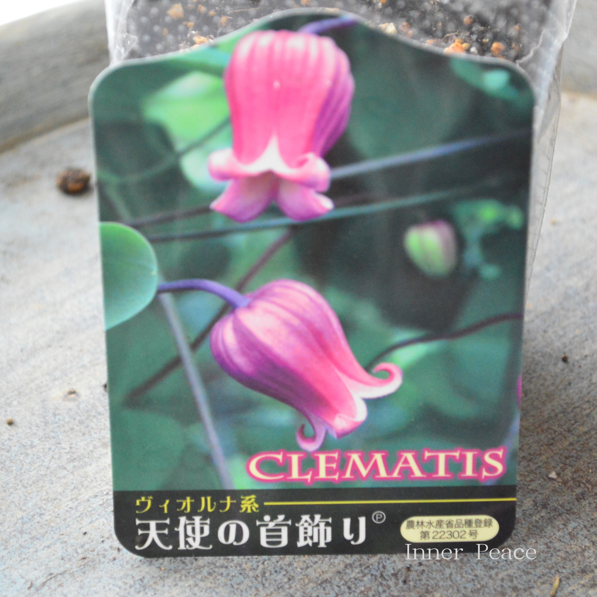 【春日井園芸センター】 クレマチス  ヴィオルナ系 『天使の首飾り』　　3寸POT