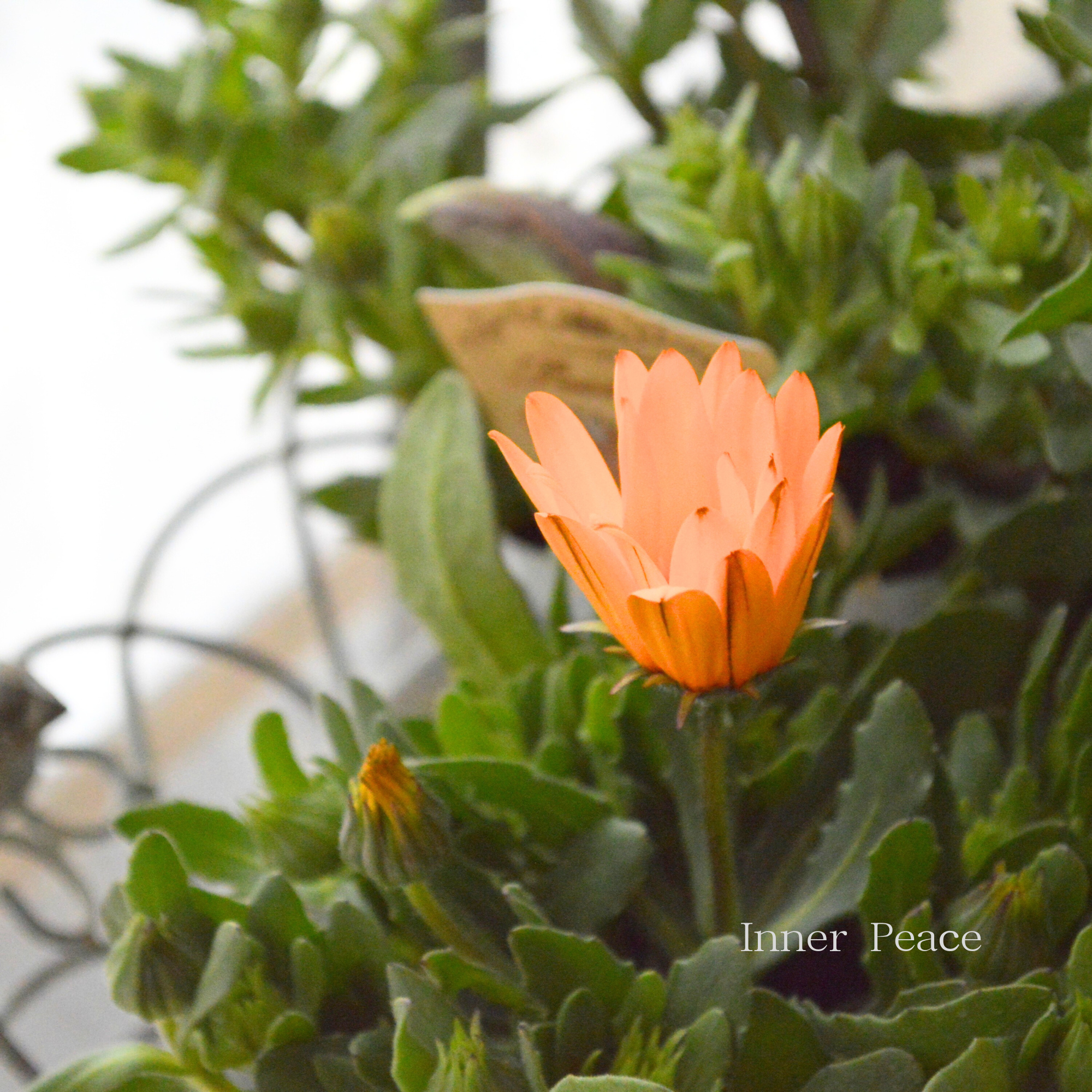 【春色】 ディモルフォセカ 『パステリーナ・オレンジ系』　3.5寸POT