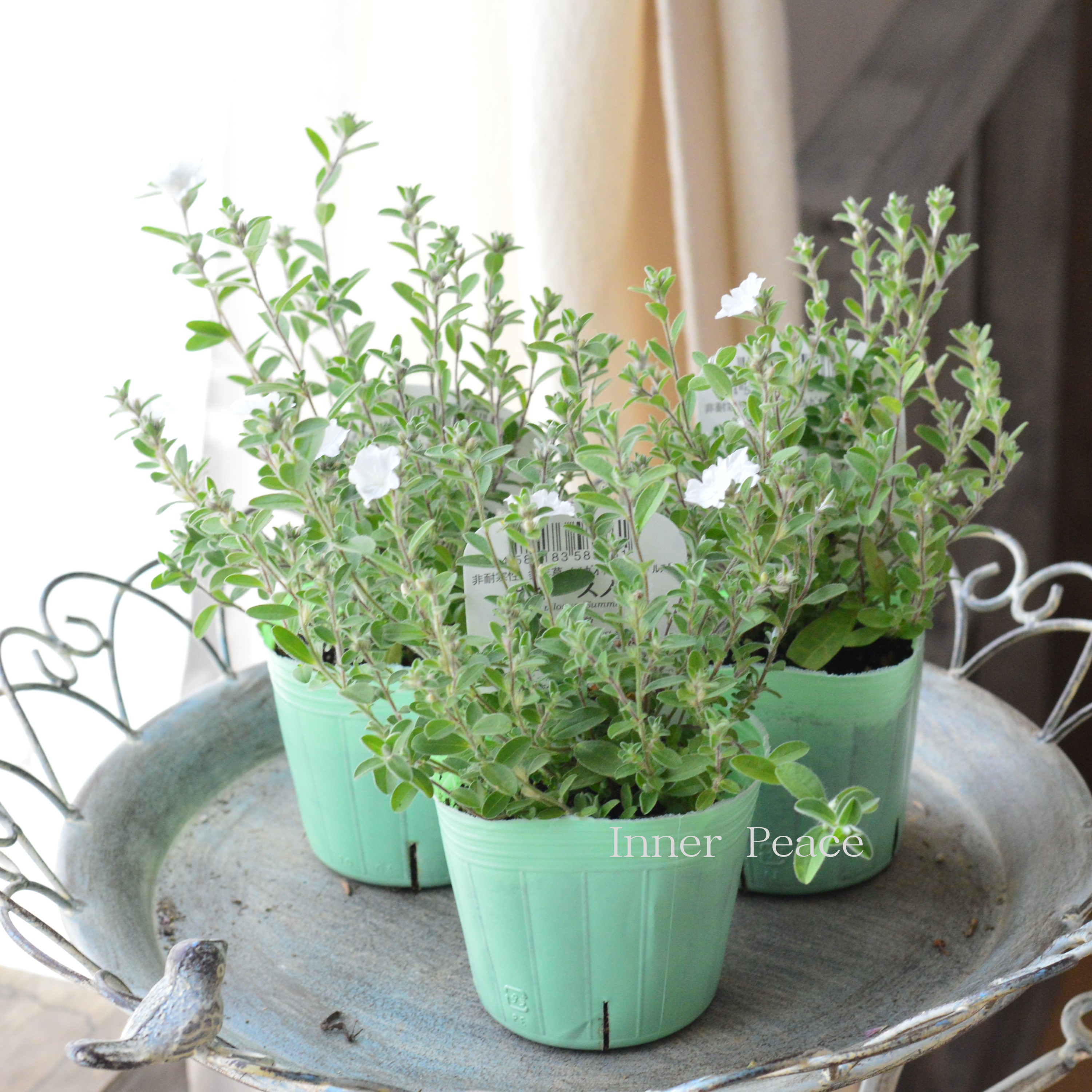 【開花期が長い】 エボルブルス　『サマースノー』　　3寸POT