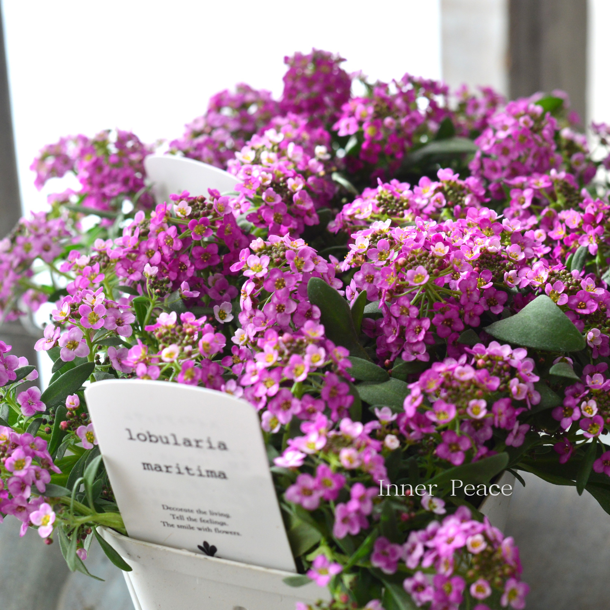 【４本植え】 スイートアリッサム　『ピンク』　　3.5寸硬質POT