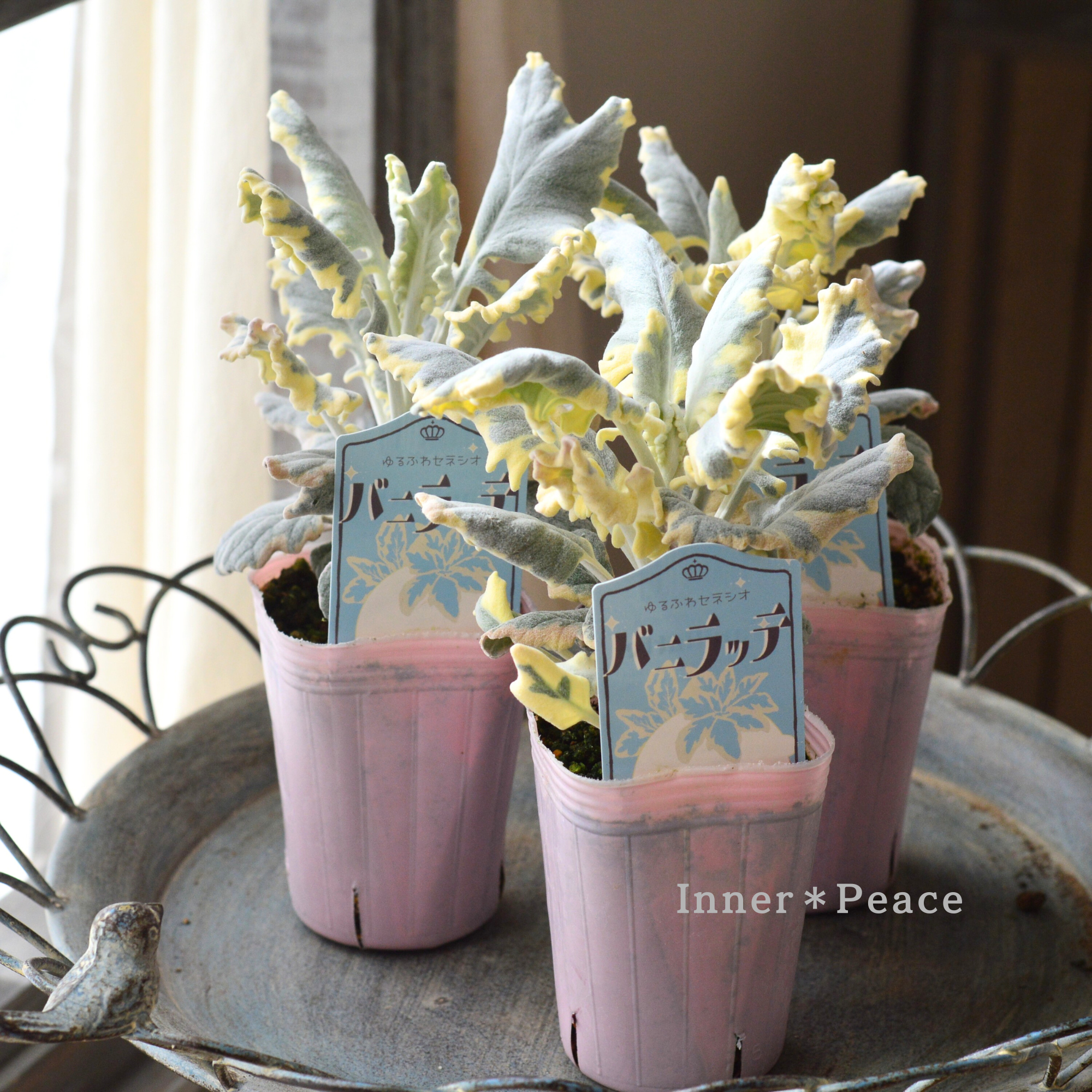 【寄せ植えに】 セネシオ　『バニラッテ』　　2.5寸POT