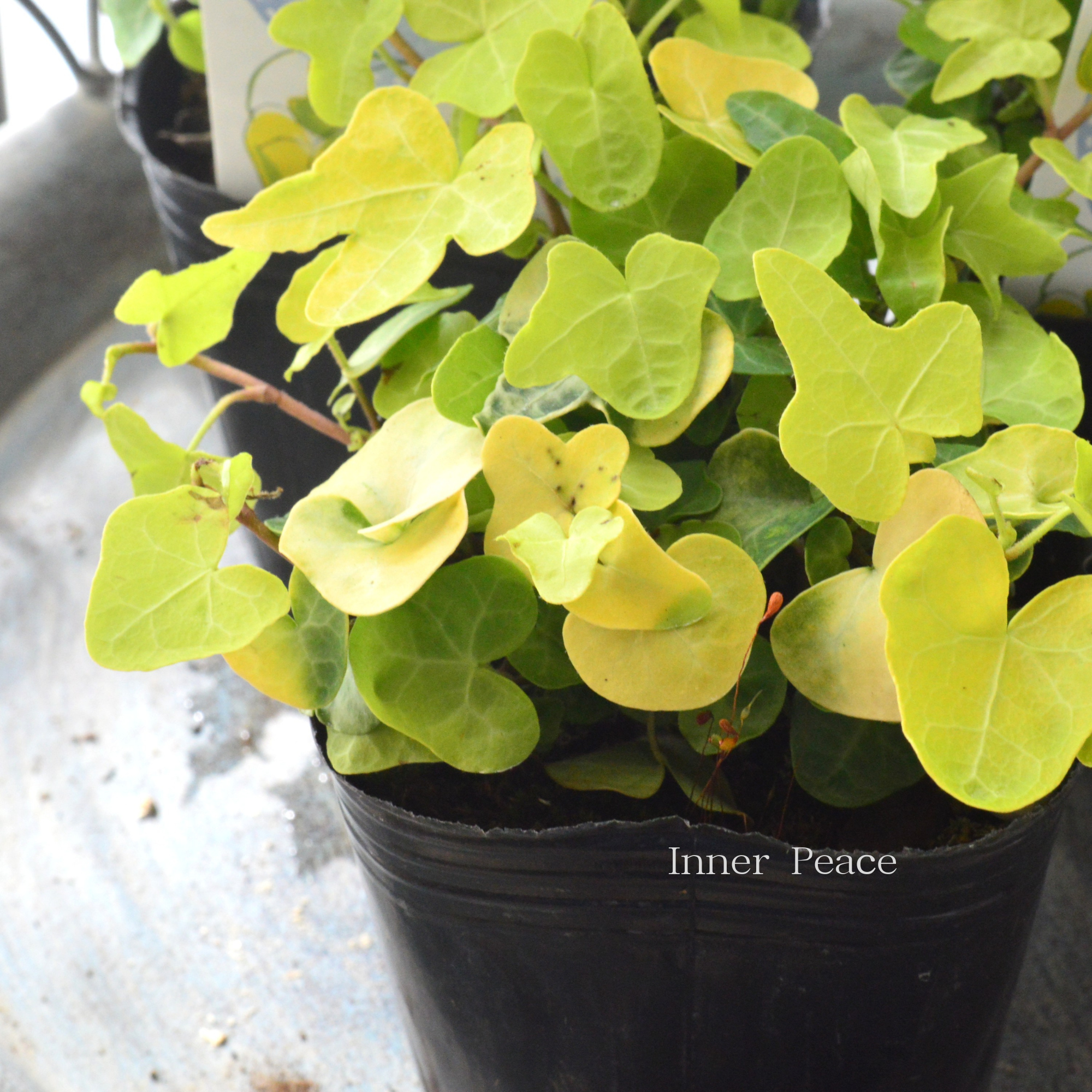 【かわいい】 ヘデラ 『ジェイク』　3寸POT