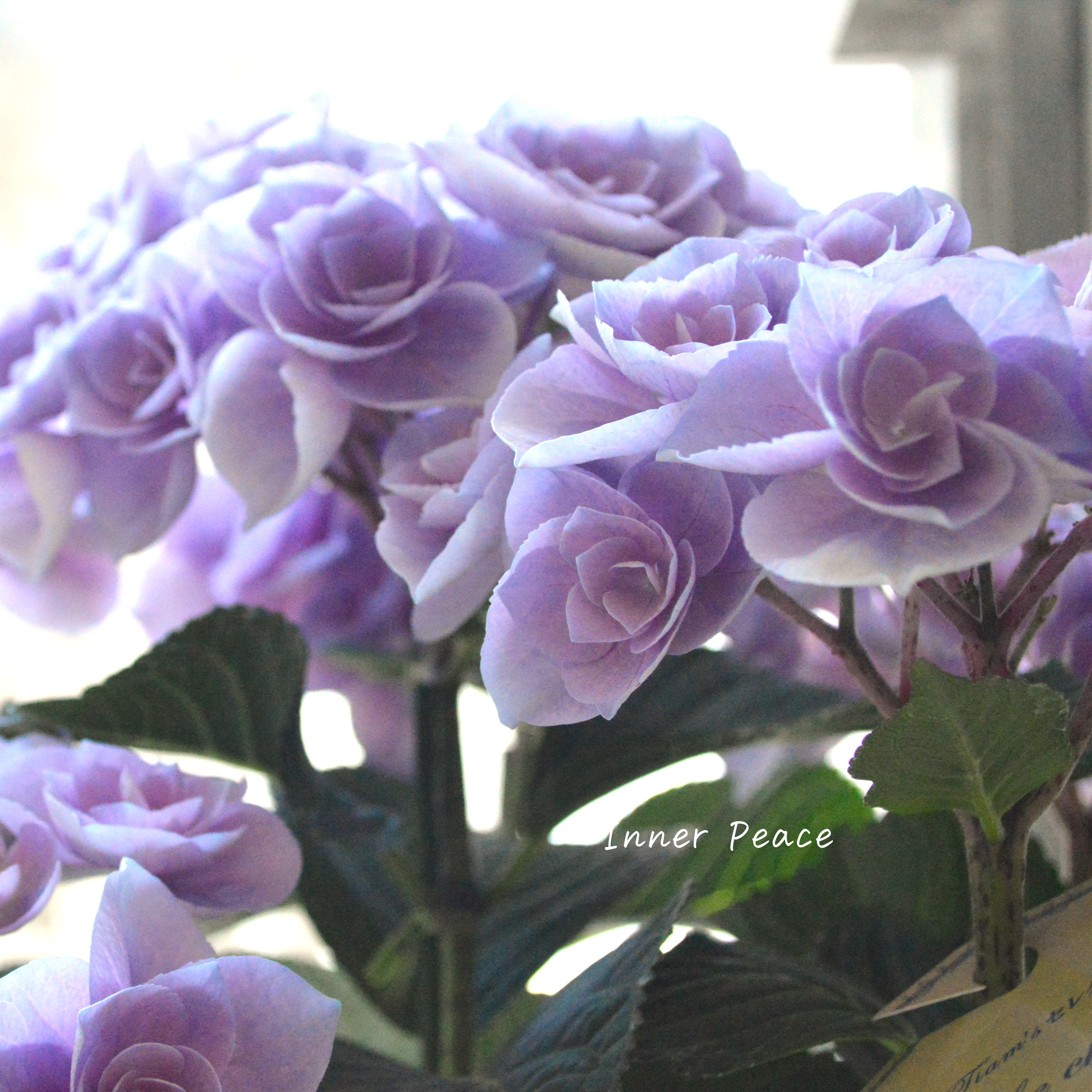 【さかもと園芸さん】 50％OFF!   紫陽花 『シャルム・パープル』  ５号鉢