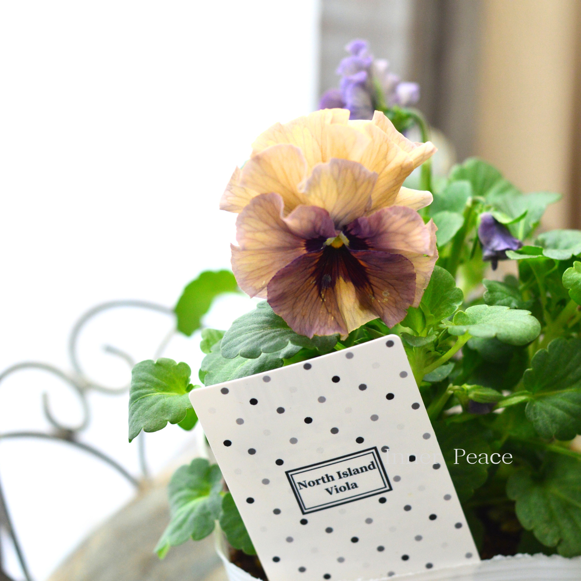 八重咲き】 北島園芸さんのビオラ 『ふんわりフリル』 3.5寸POT