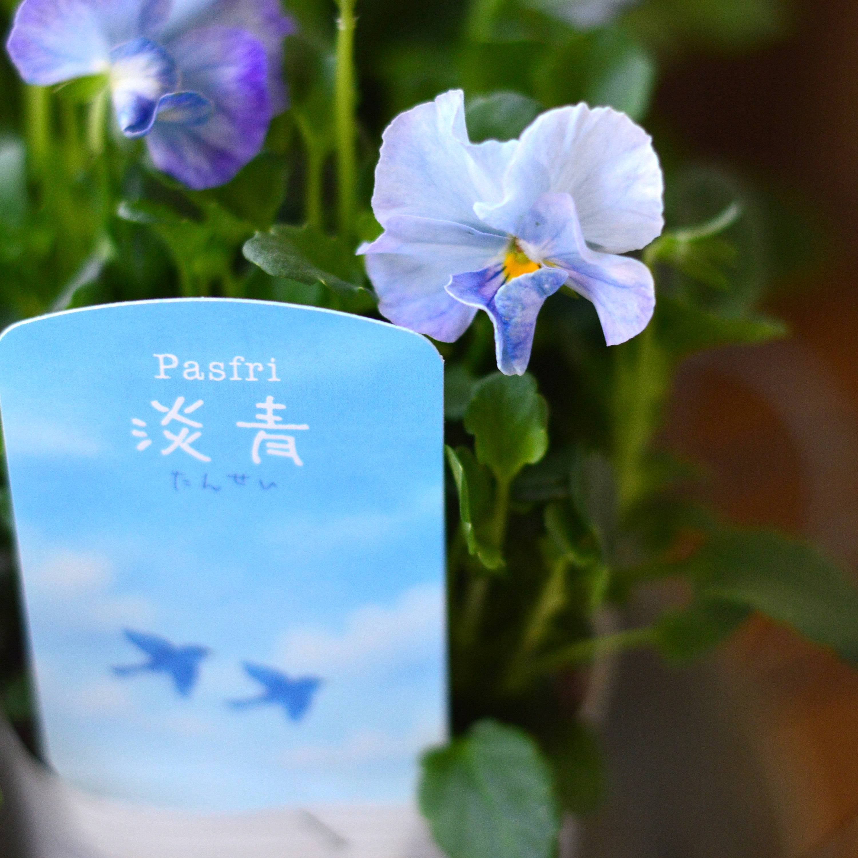 【人気】 ビオラ　『パステルフリル・淡青』　B　3寸POT