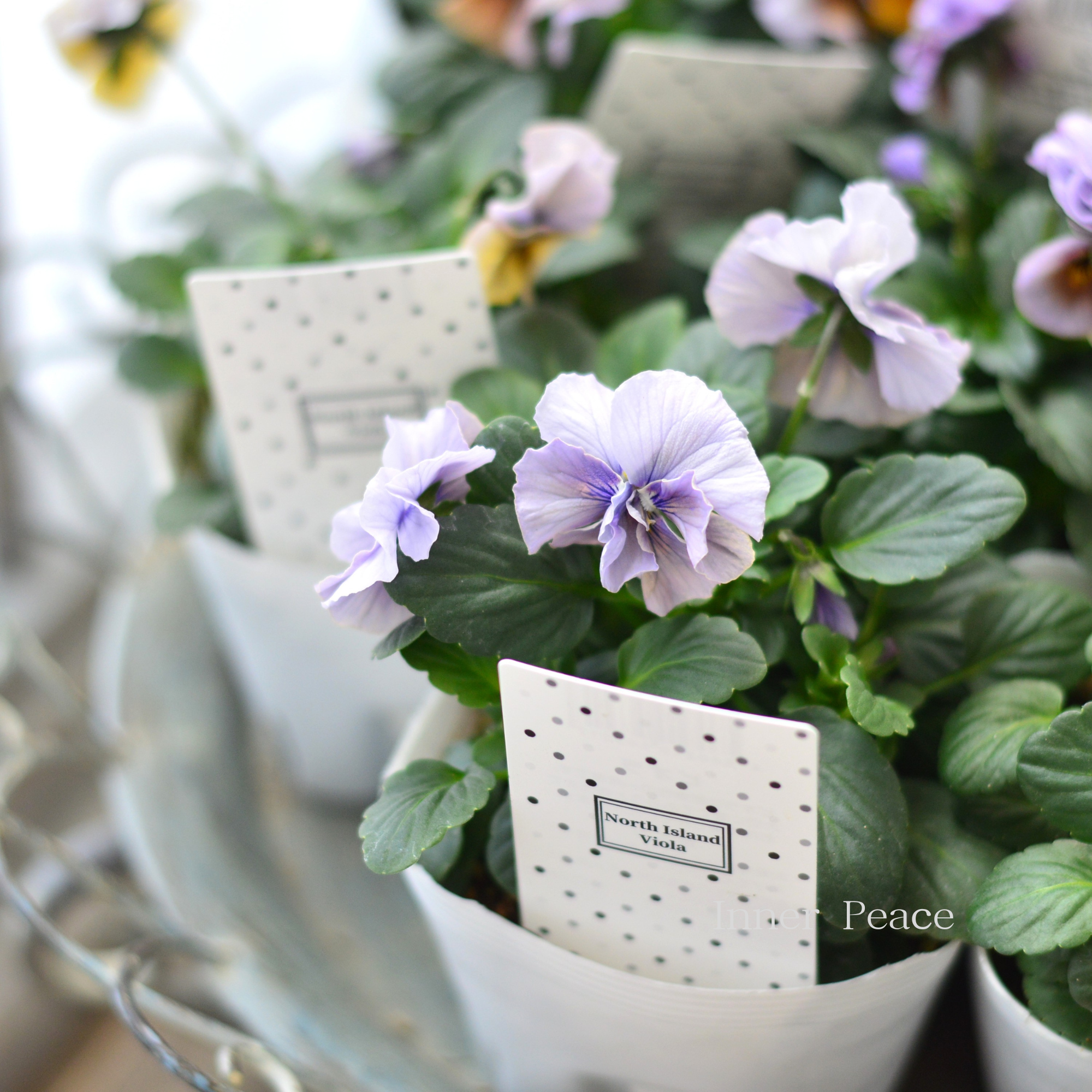 北島園芸さん】 ビオラ 『試作品・①』 3.5寸POT