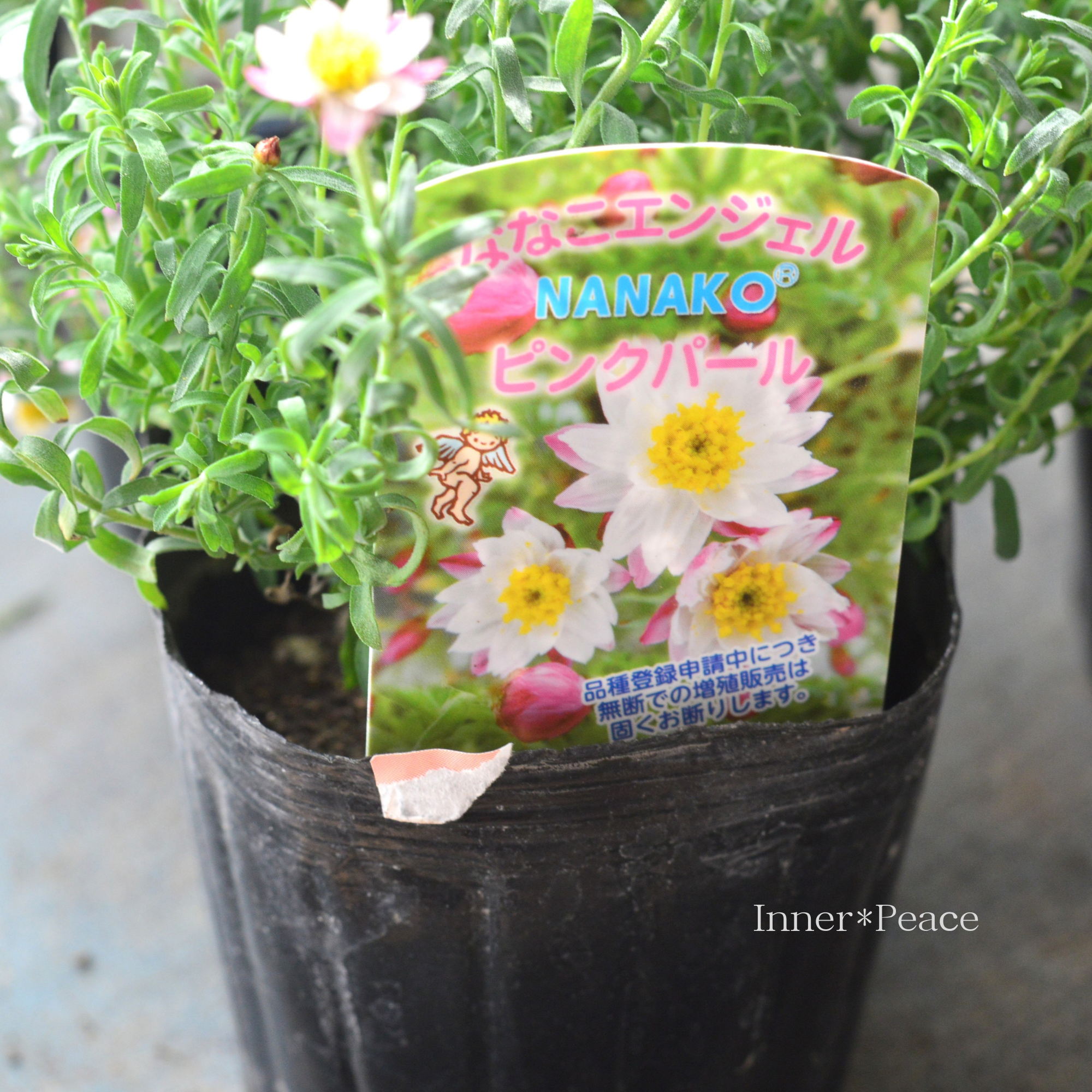 【個性的】 花かんざし　『ななこエンジェル・ピンクパール』　　3寸POT