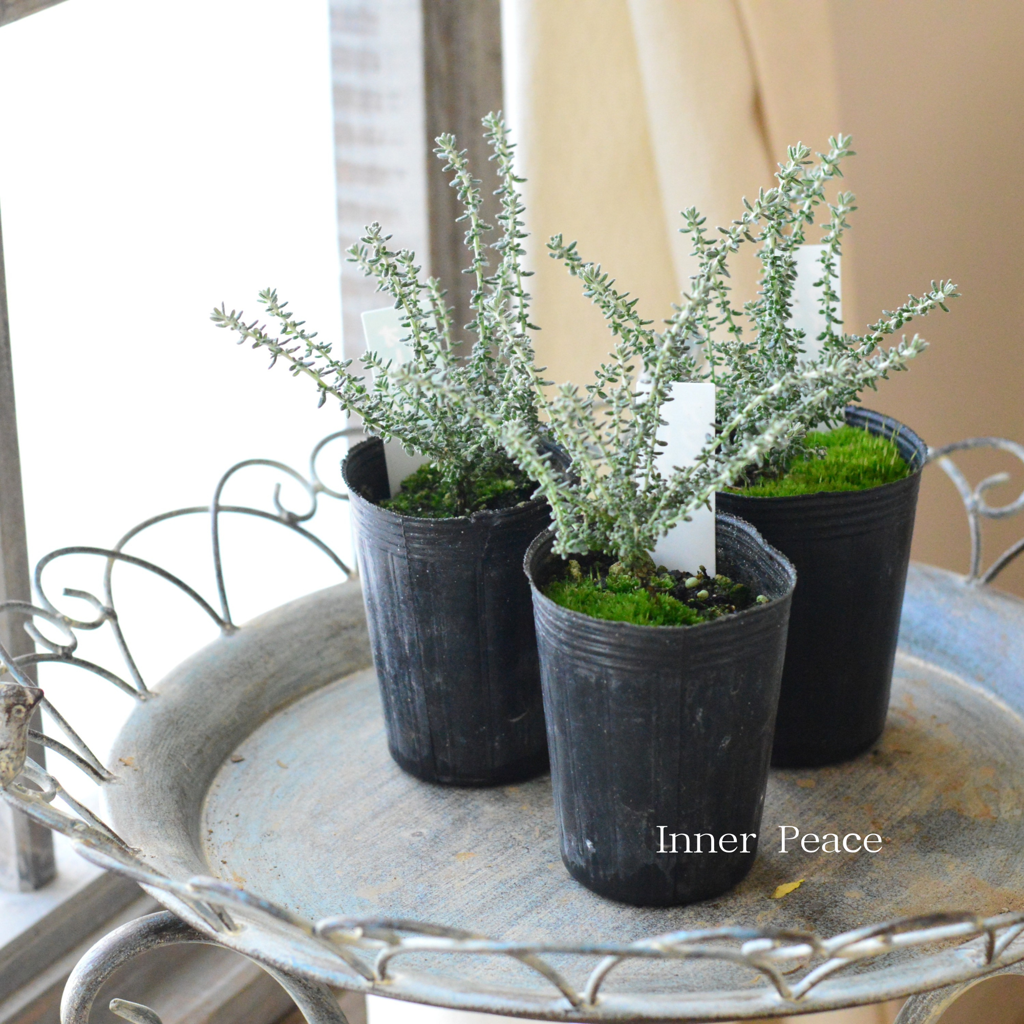 【寄せ植えに】 オレアリア 『アフィン』　2.5寸～3寸POT